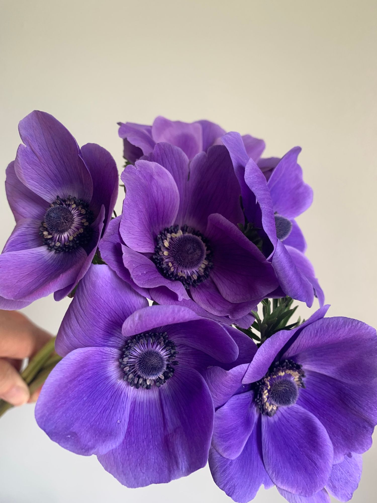 ANEMONE coronaria De Caen Blue