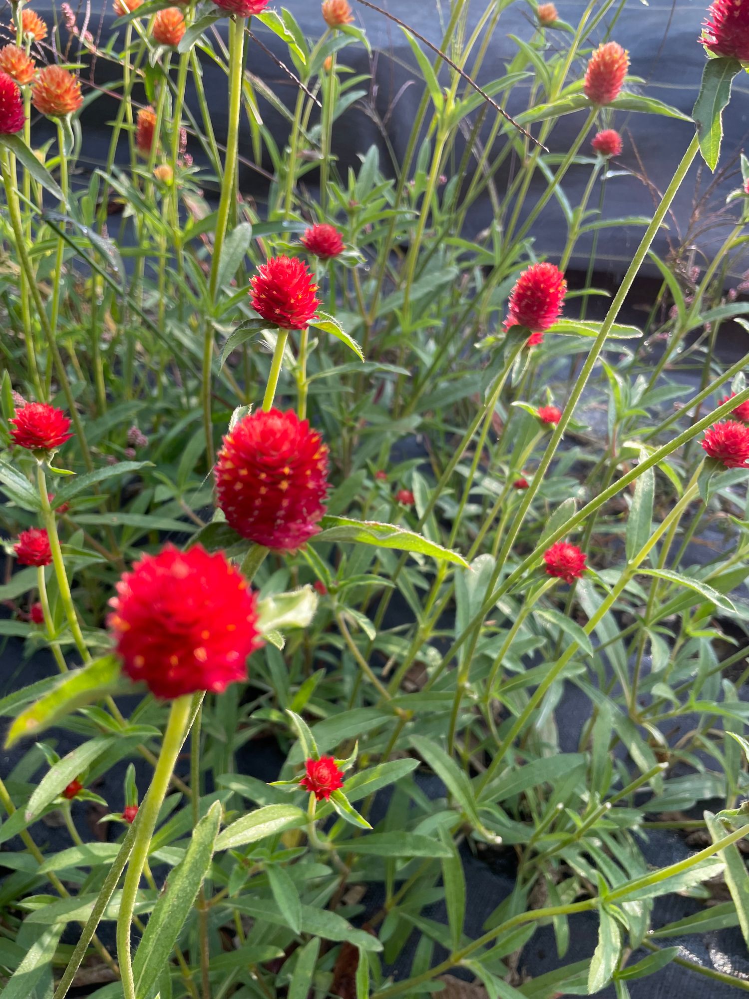 GOMPHRENA globosa