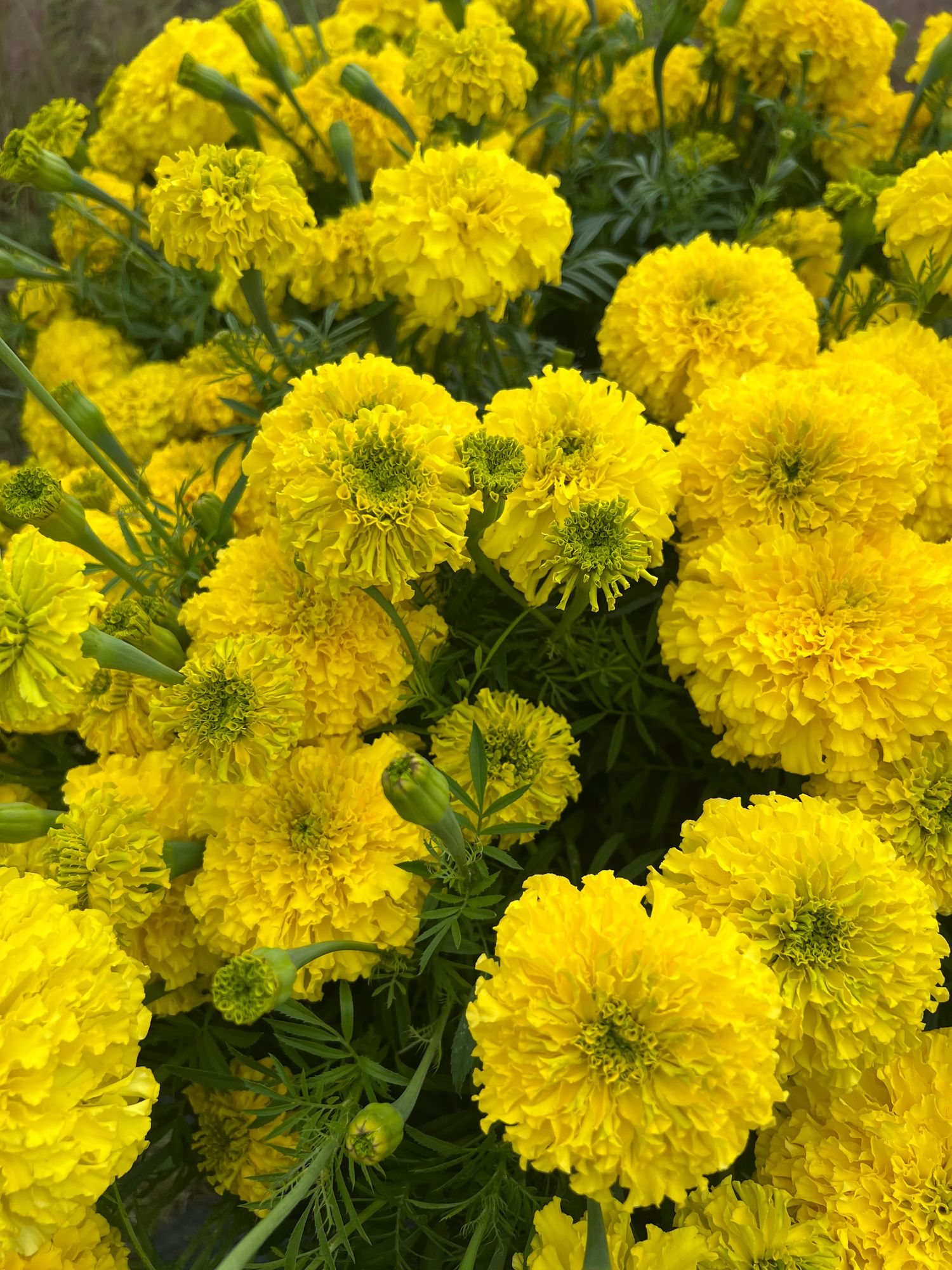 TAGETES erecta Chedi Yellow