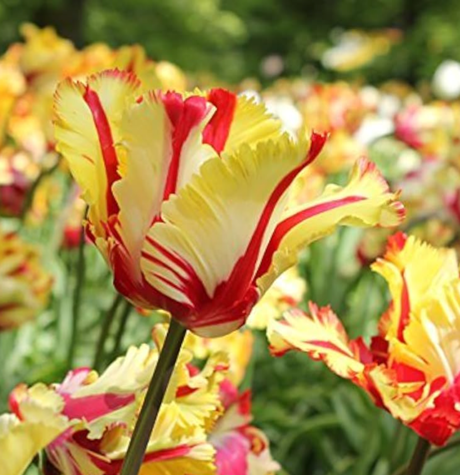 TULIPA Flaming Parrot