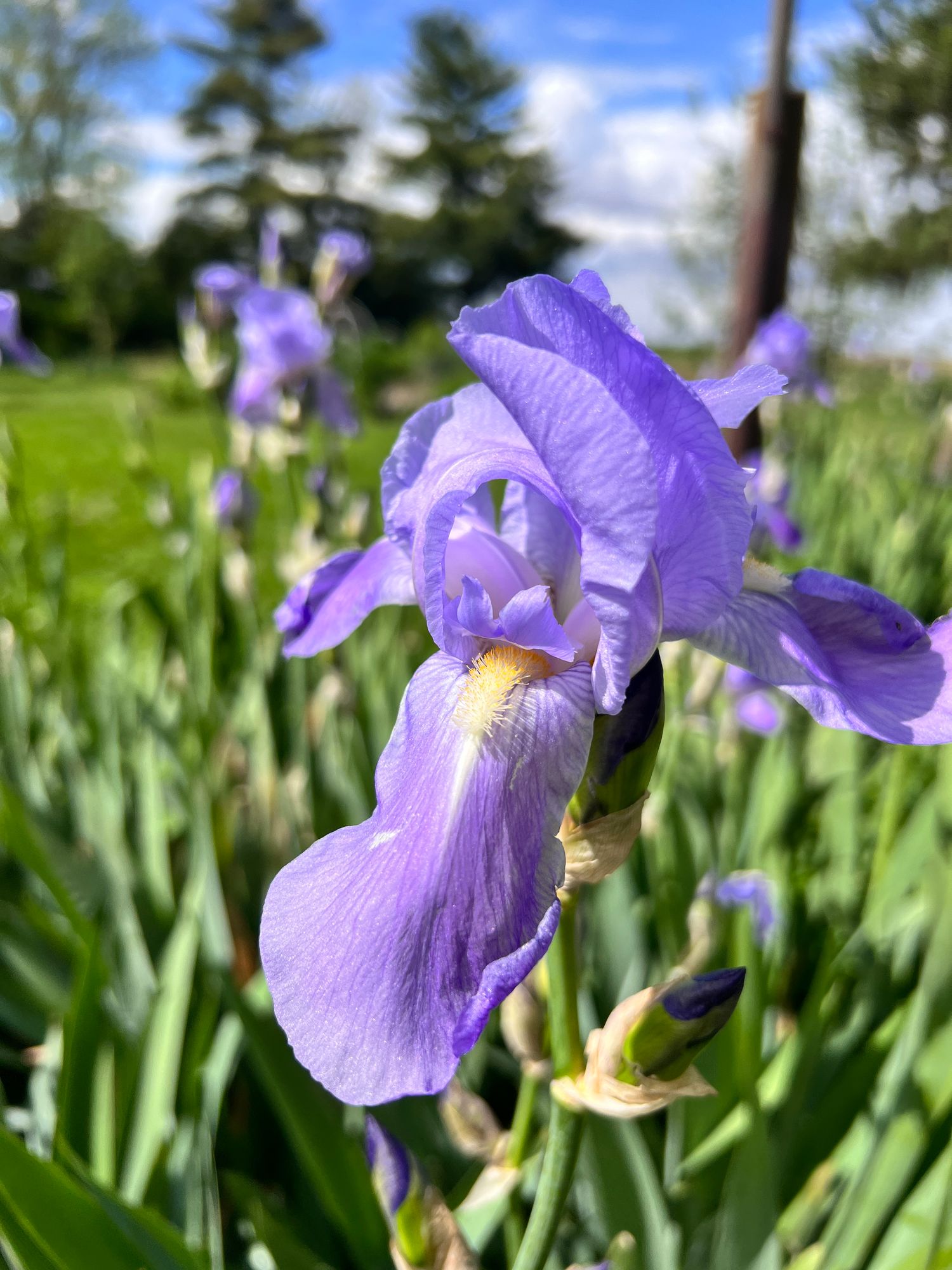 IRIS germanica