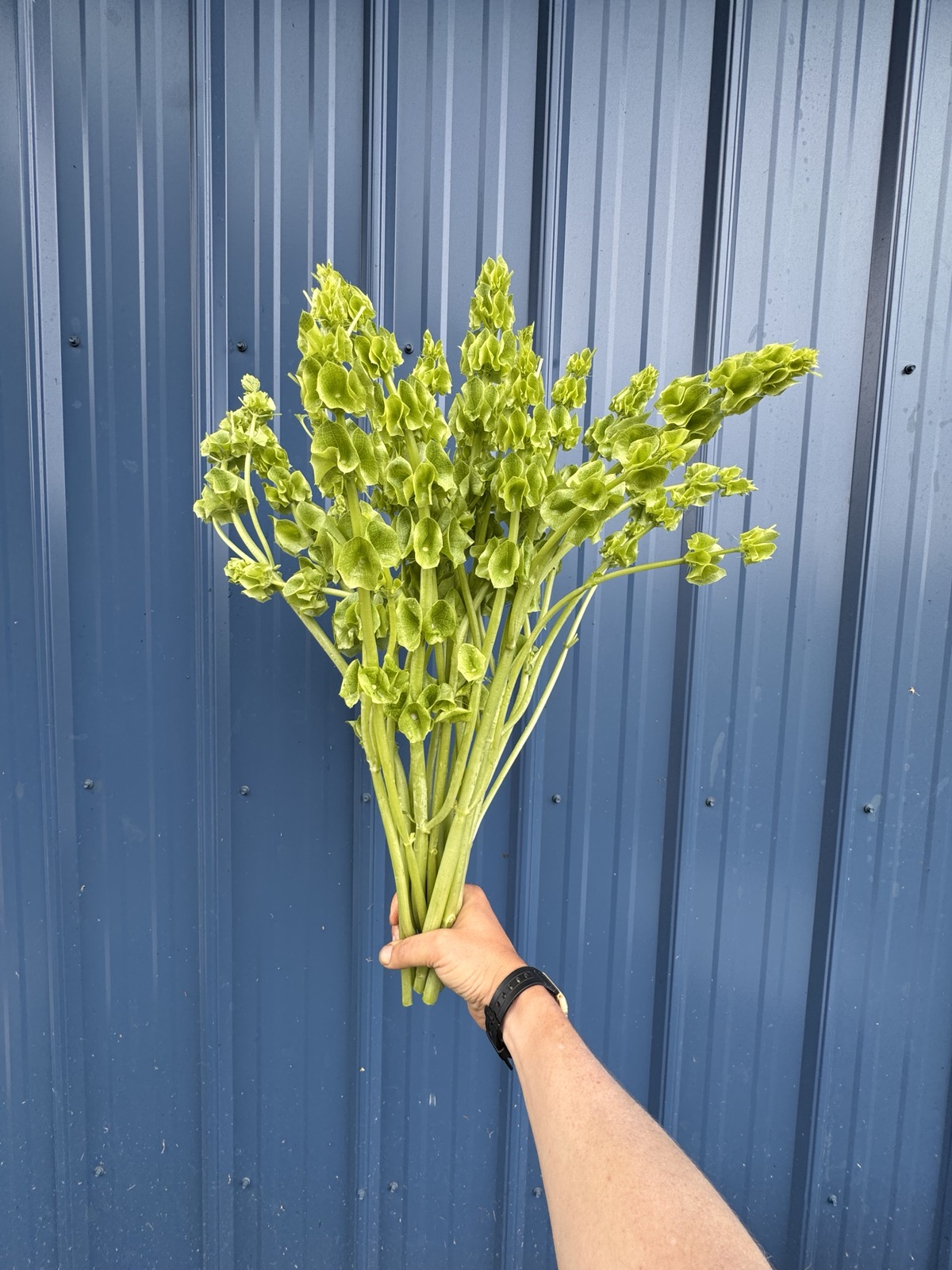 MOLUCCELLA laevis