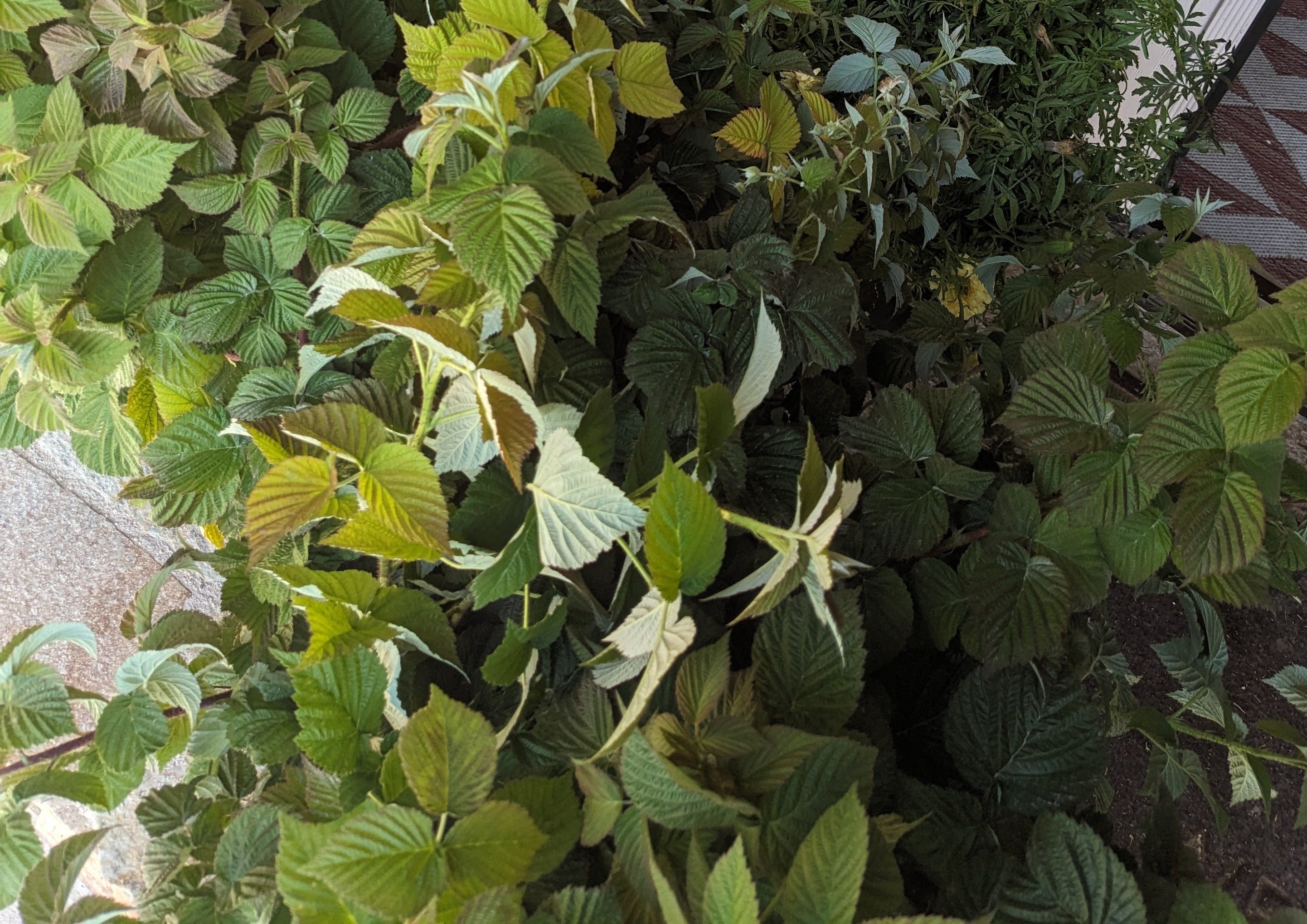 RUBUS idaeus