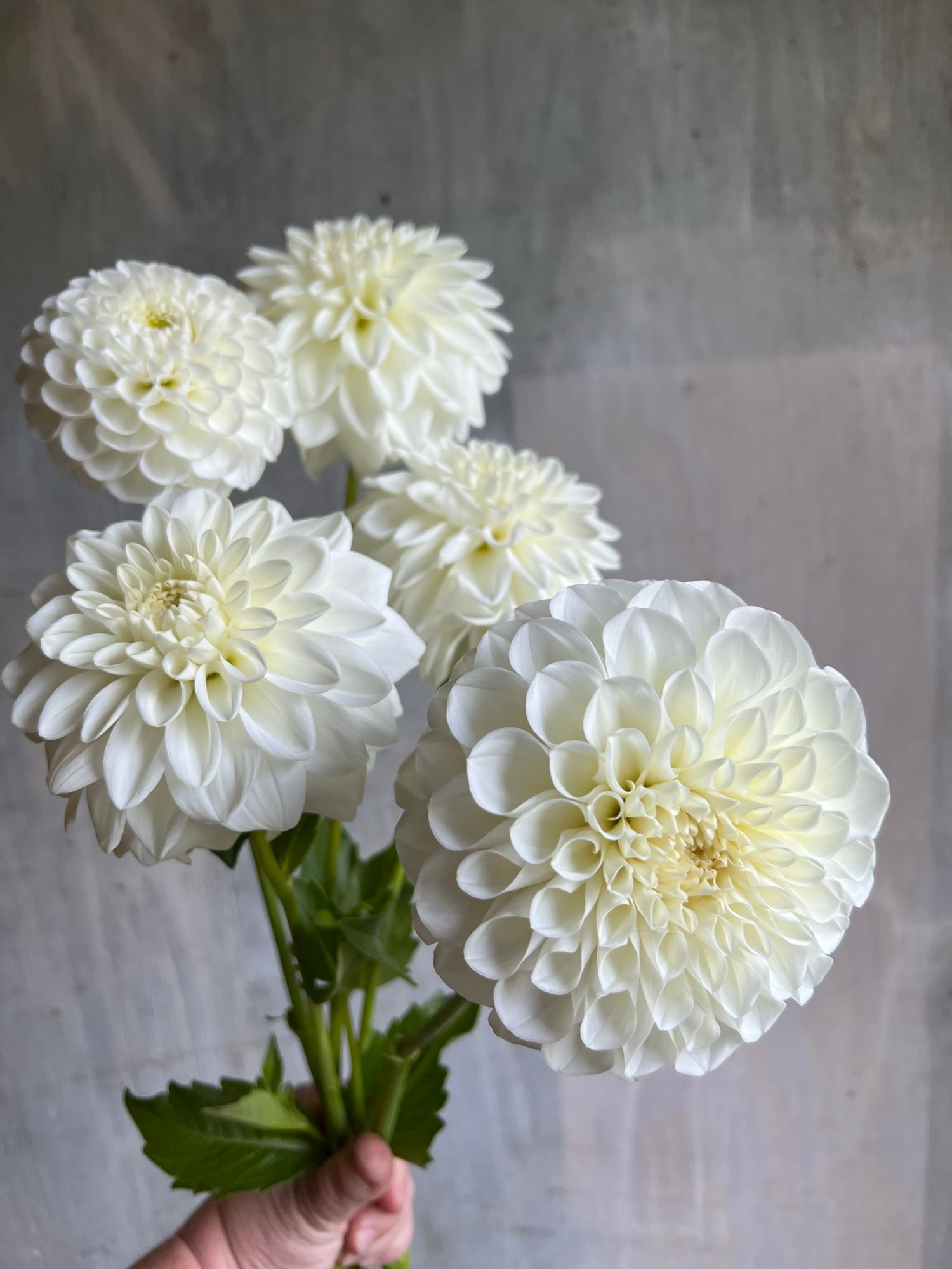 White Dahlias mix