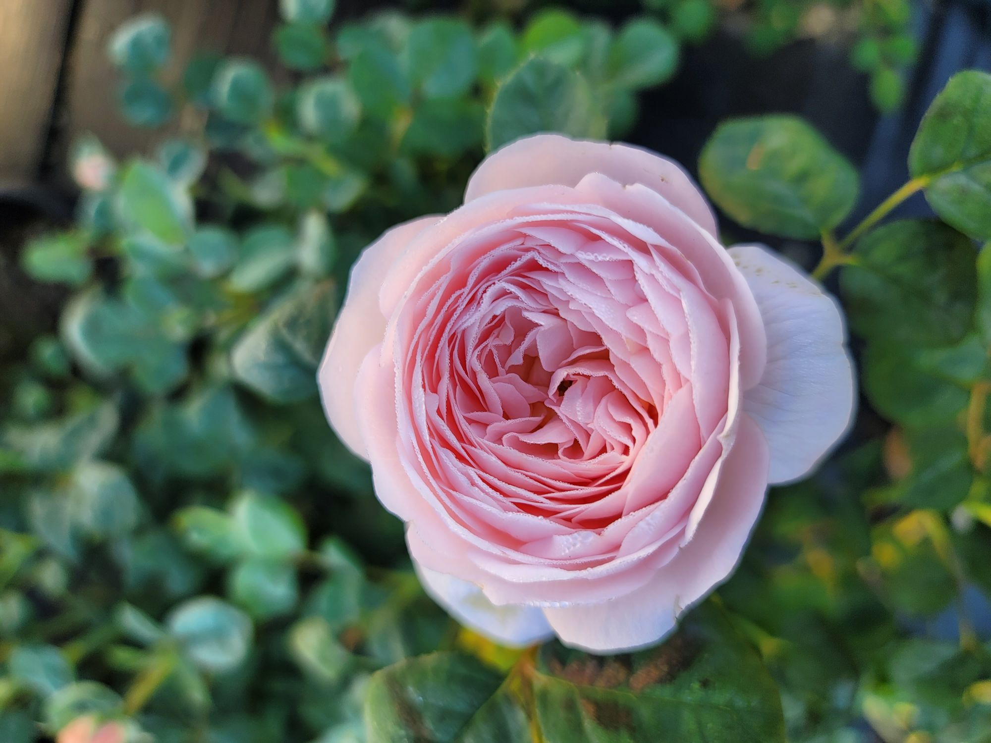 ROSA David Austin