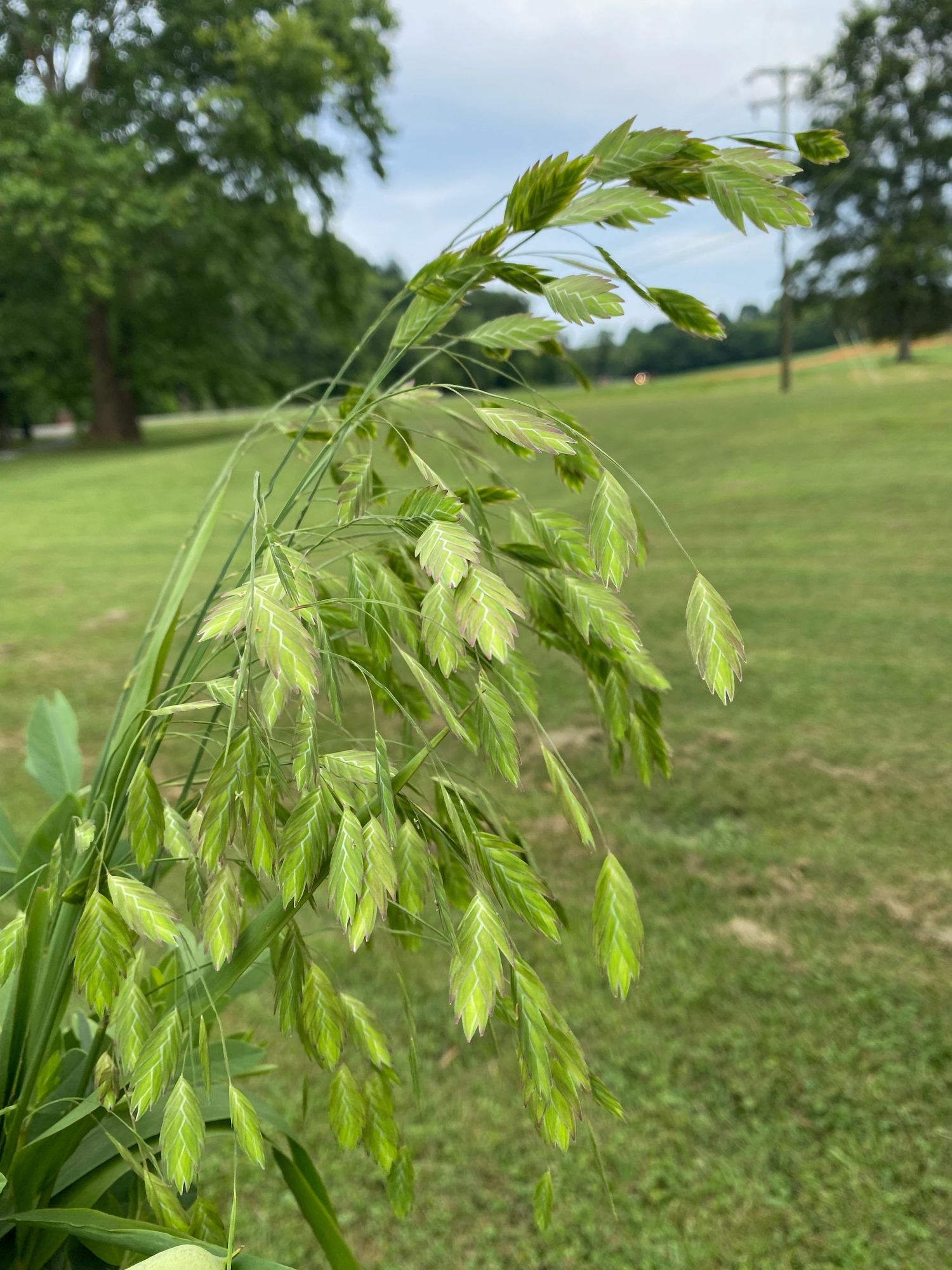 CHASMANTHIUM latifolium