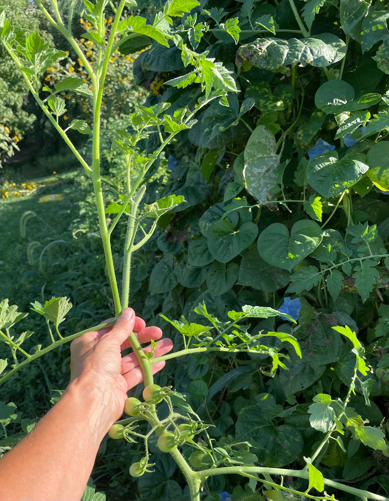 SOLANUM lycopersicum