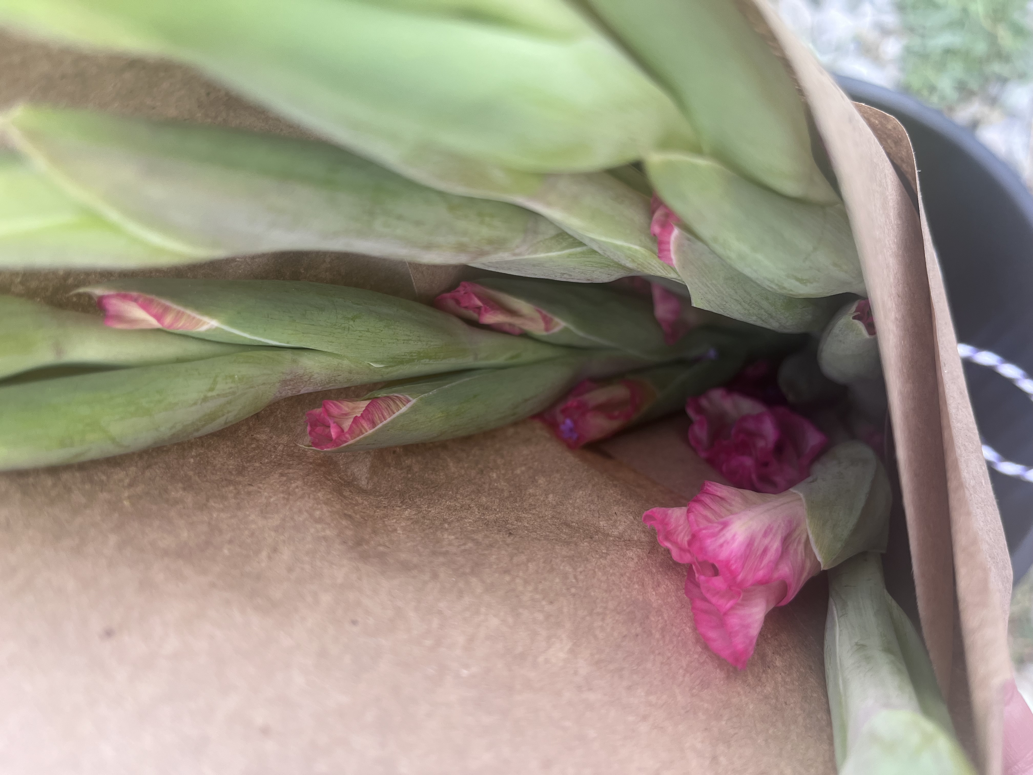 GLADIOLUS