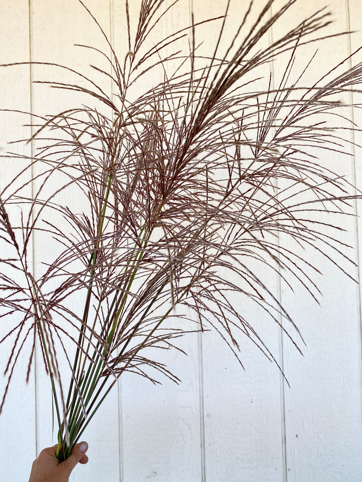 ORNAMENTAL GRASS