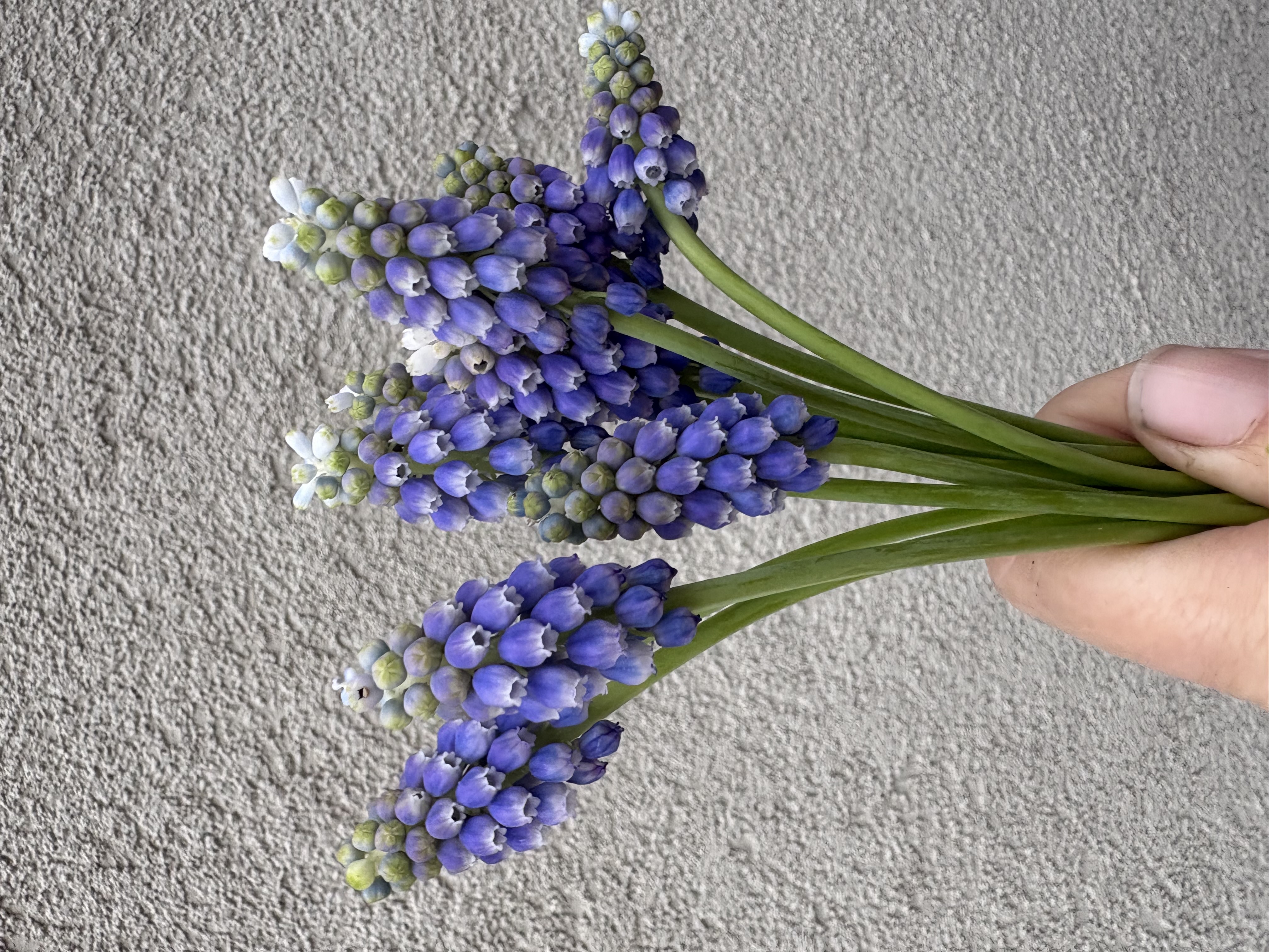 MUSCARI armeniacum