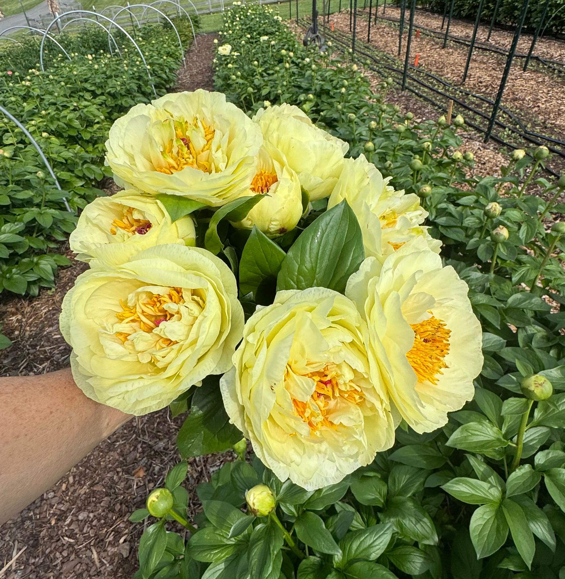 PAEONIA lactiflora Lemon Chiffon