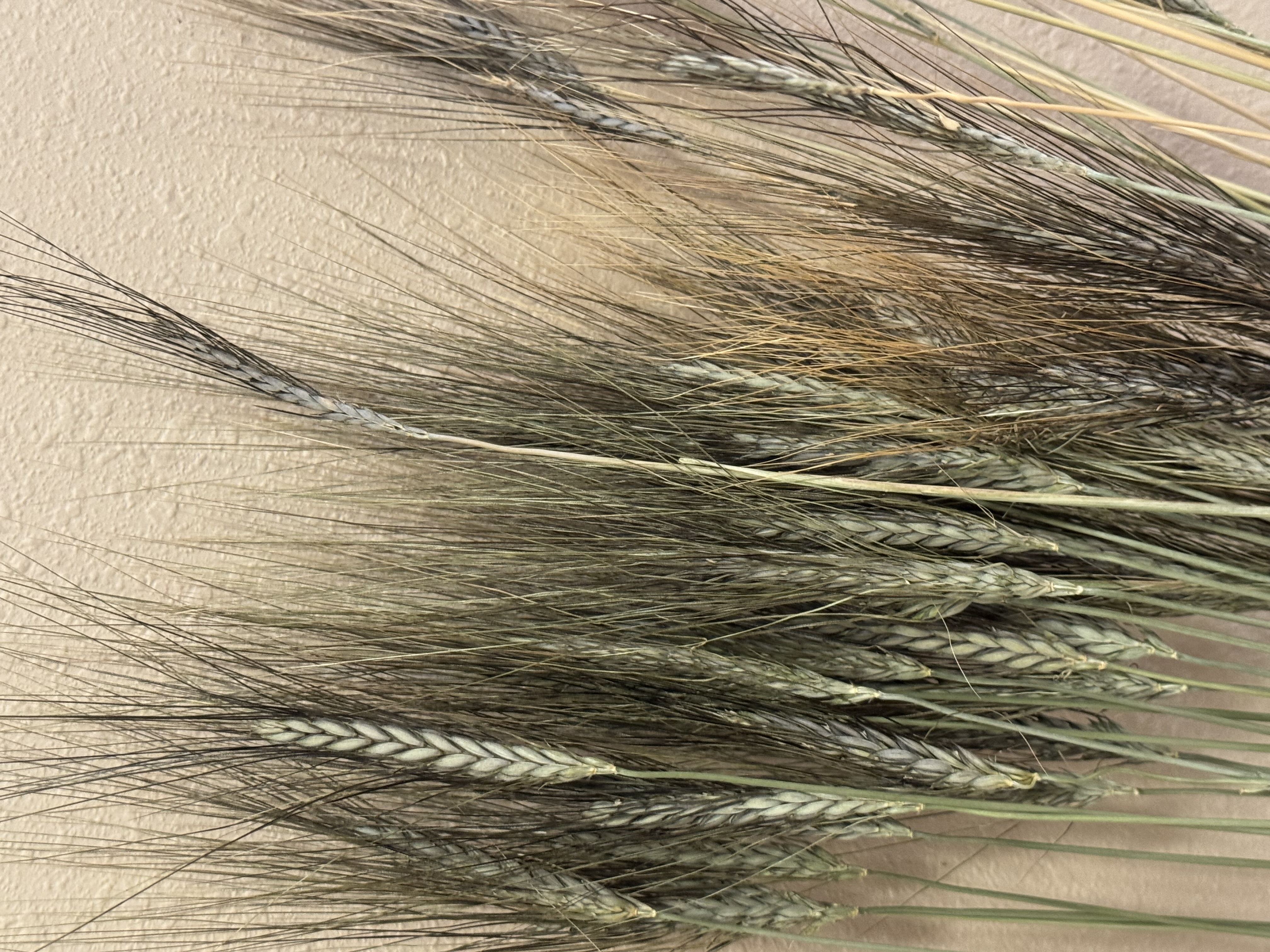 TRITICUM durum Black Tip Wheat