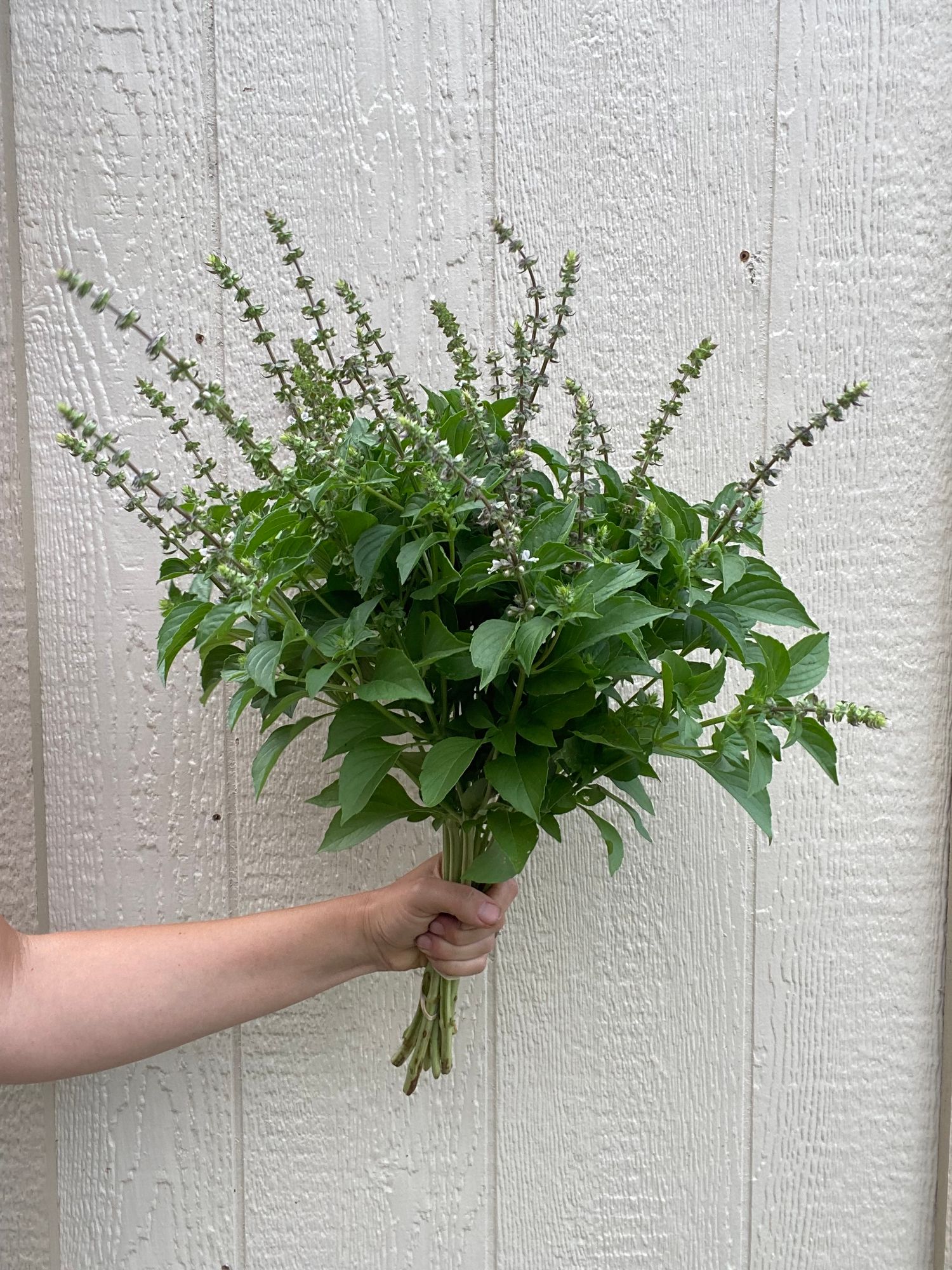 OCIMUM basilicum Citriodora