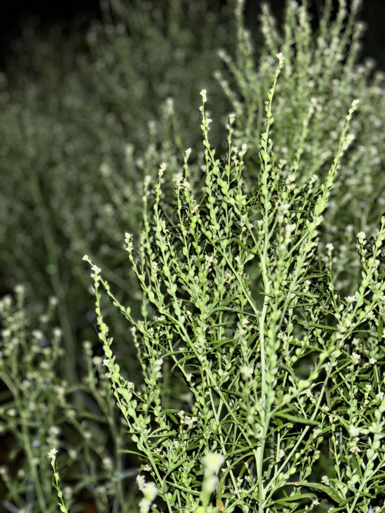 LEPIDIUM sativum Attraxa