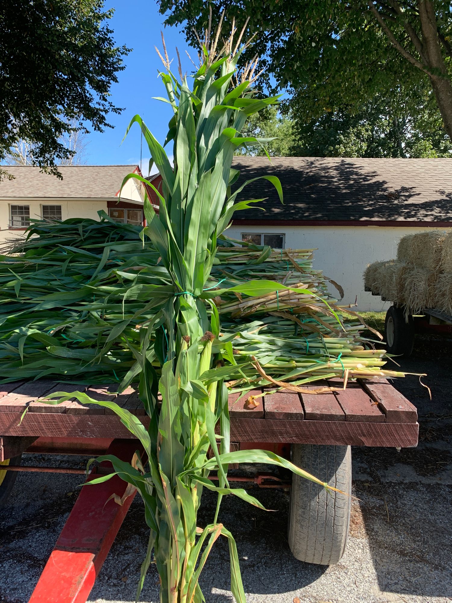 SORGHUM vulgare
