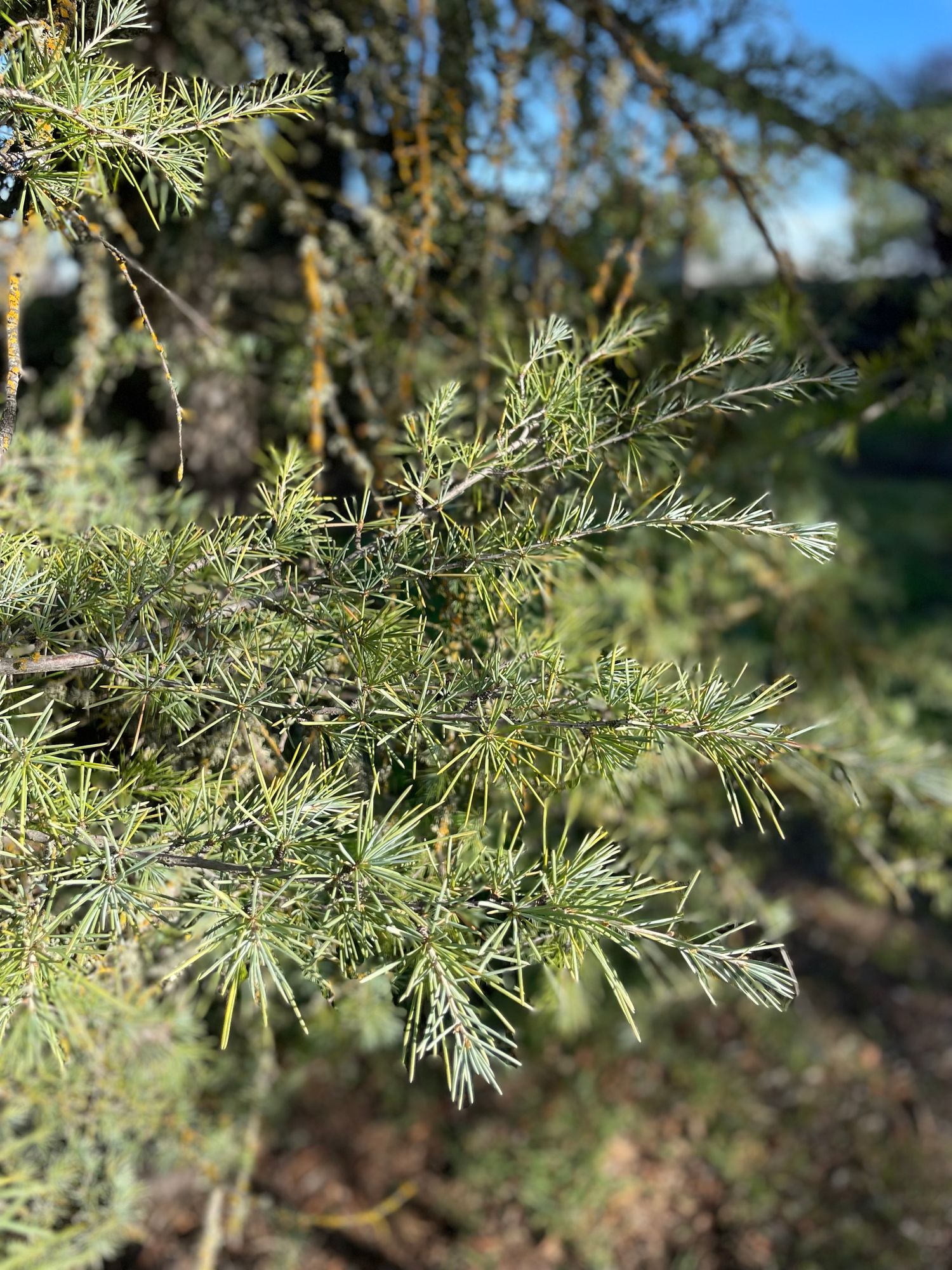 CEDRUS atlantica Glauca