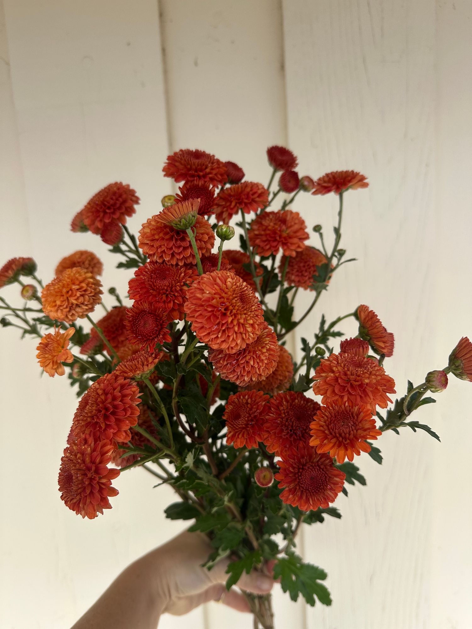 CHRYSANTHEMUM