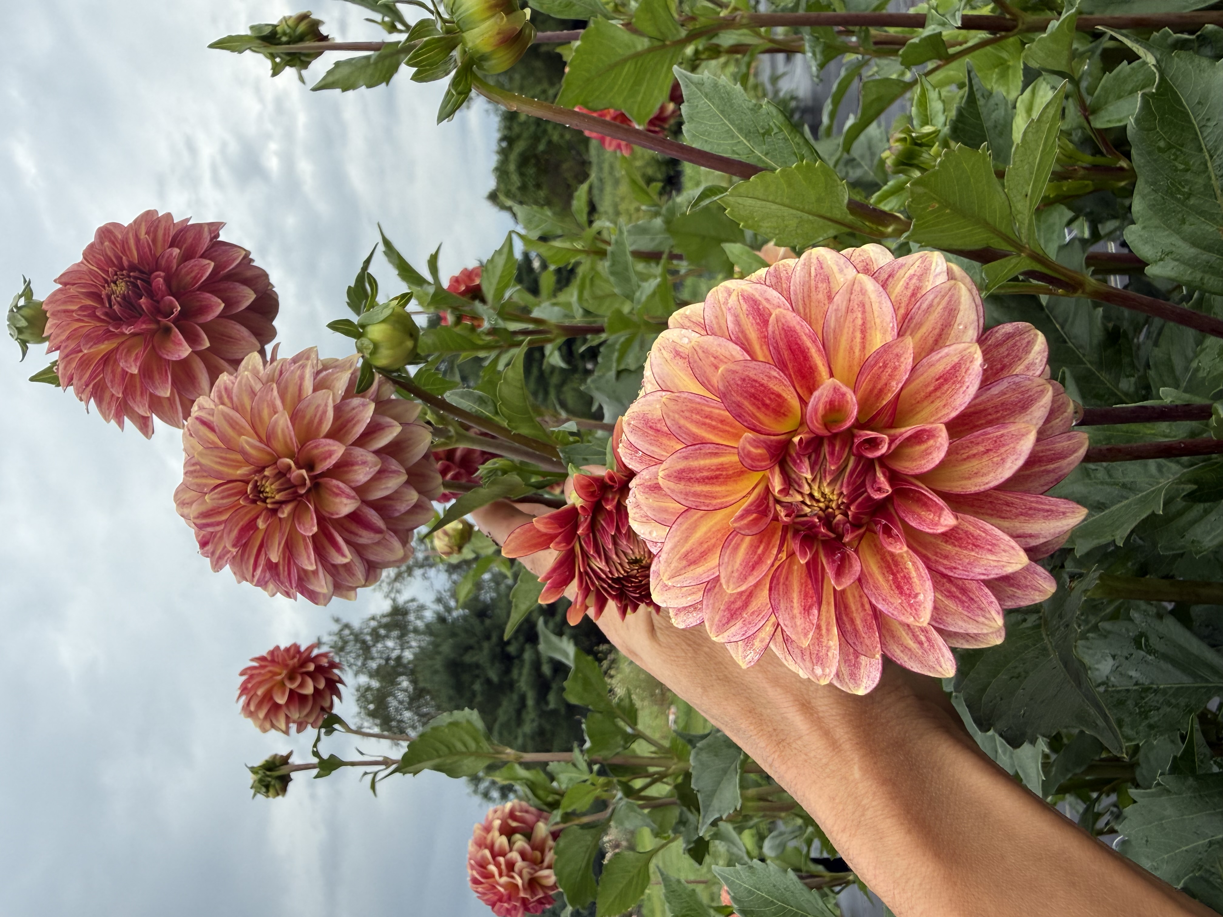 DAHLIA Decorative