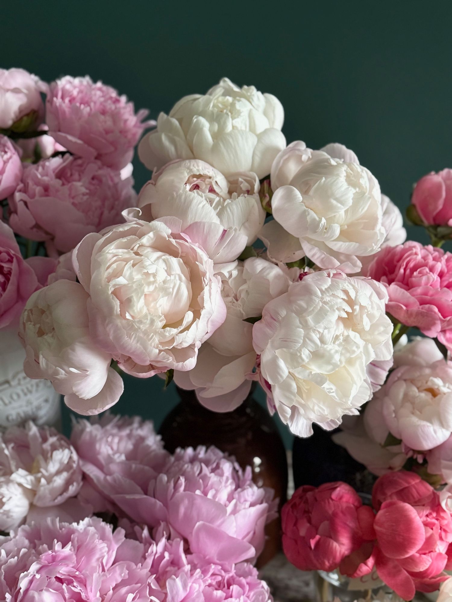 PAEONIA lactiflora Gardenia