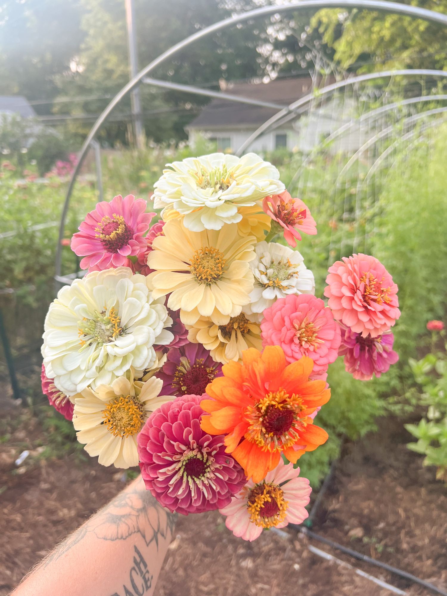 ZINNIA