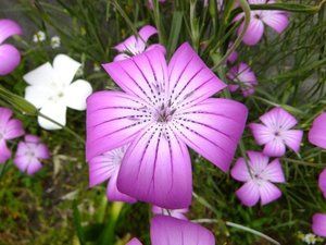 AGROSTEMMA githago