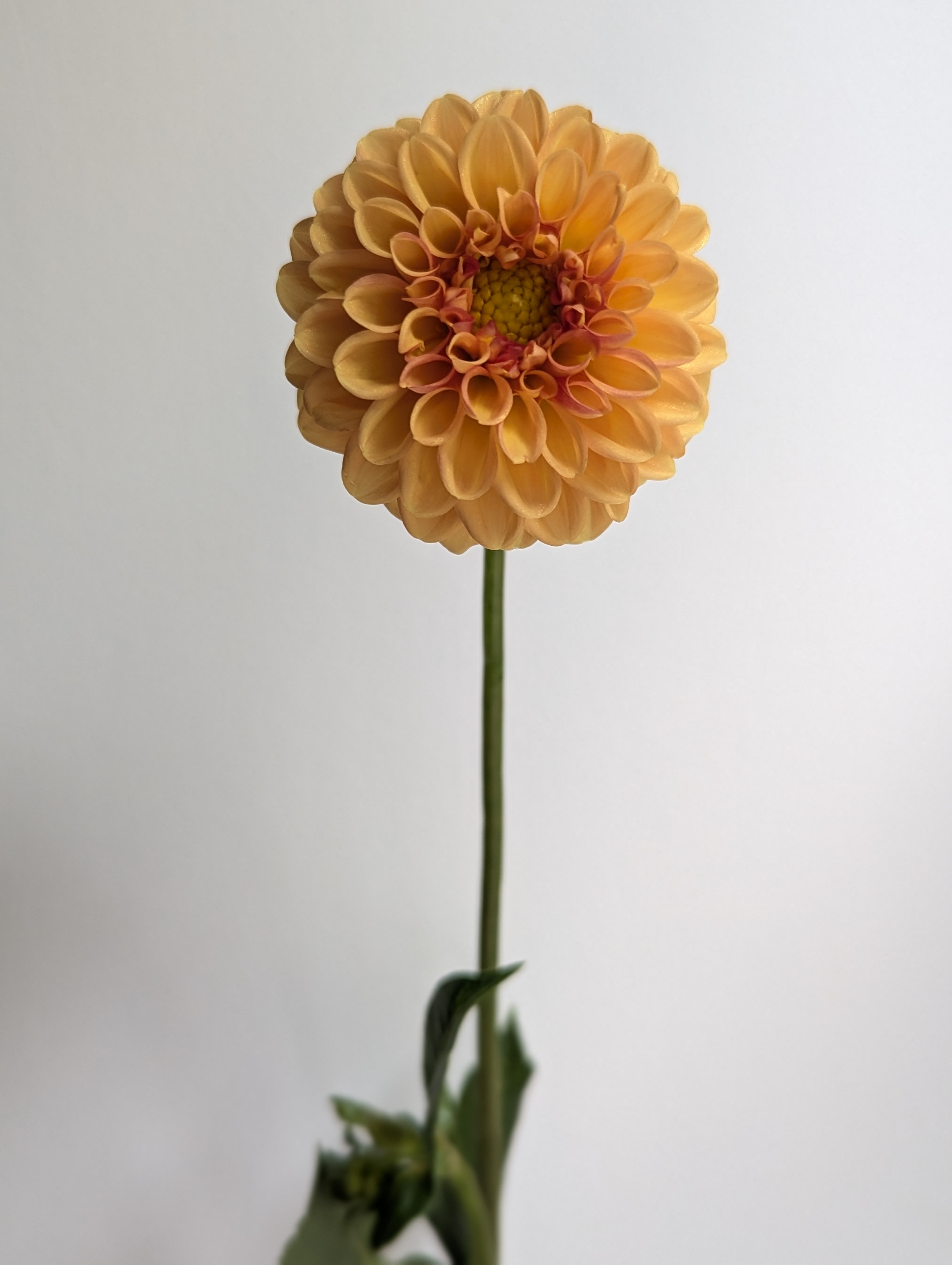 DAHLIA Golden Scepter