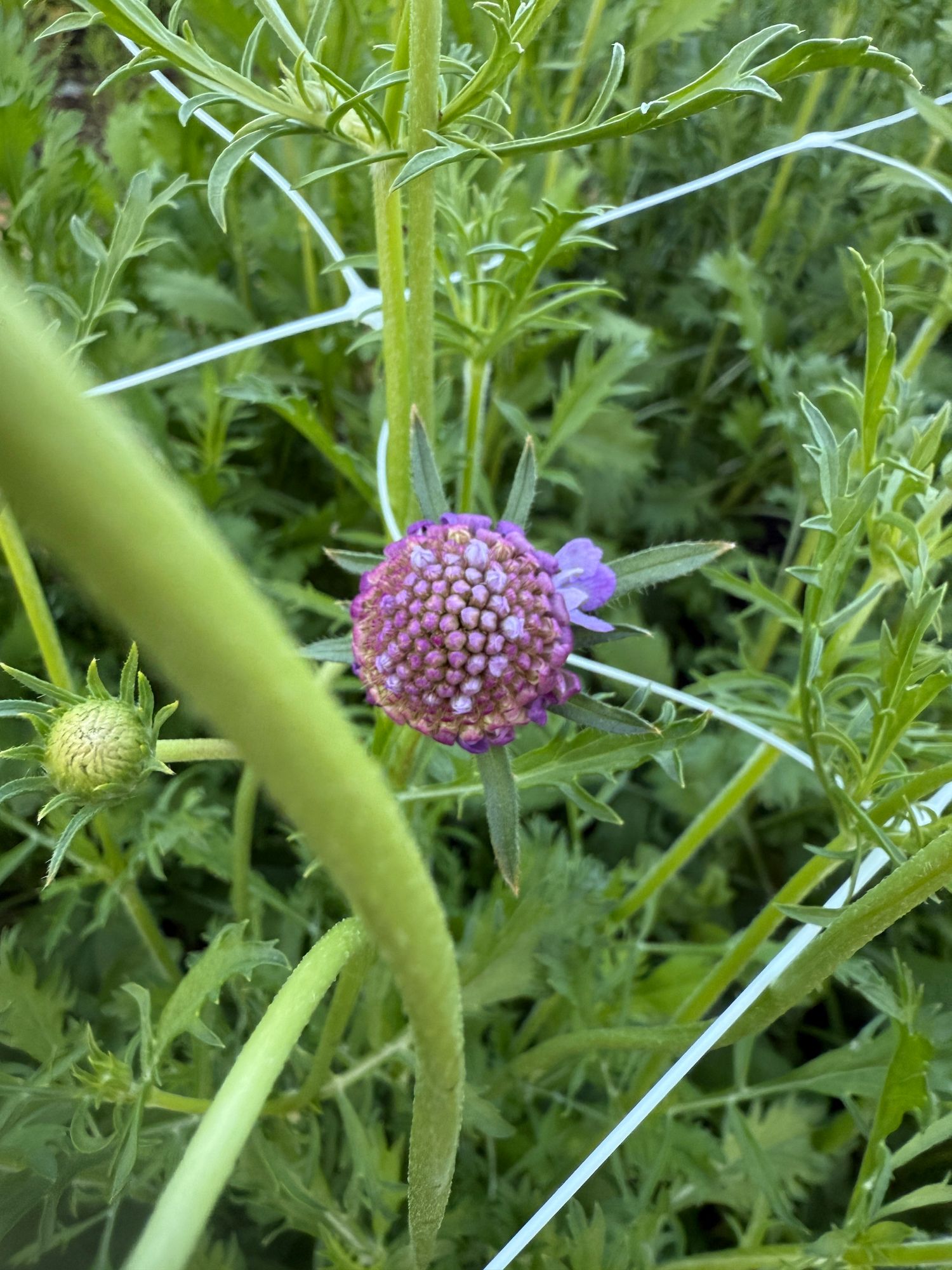 SCABIOSA atropurpurea Oxford Blue