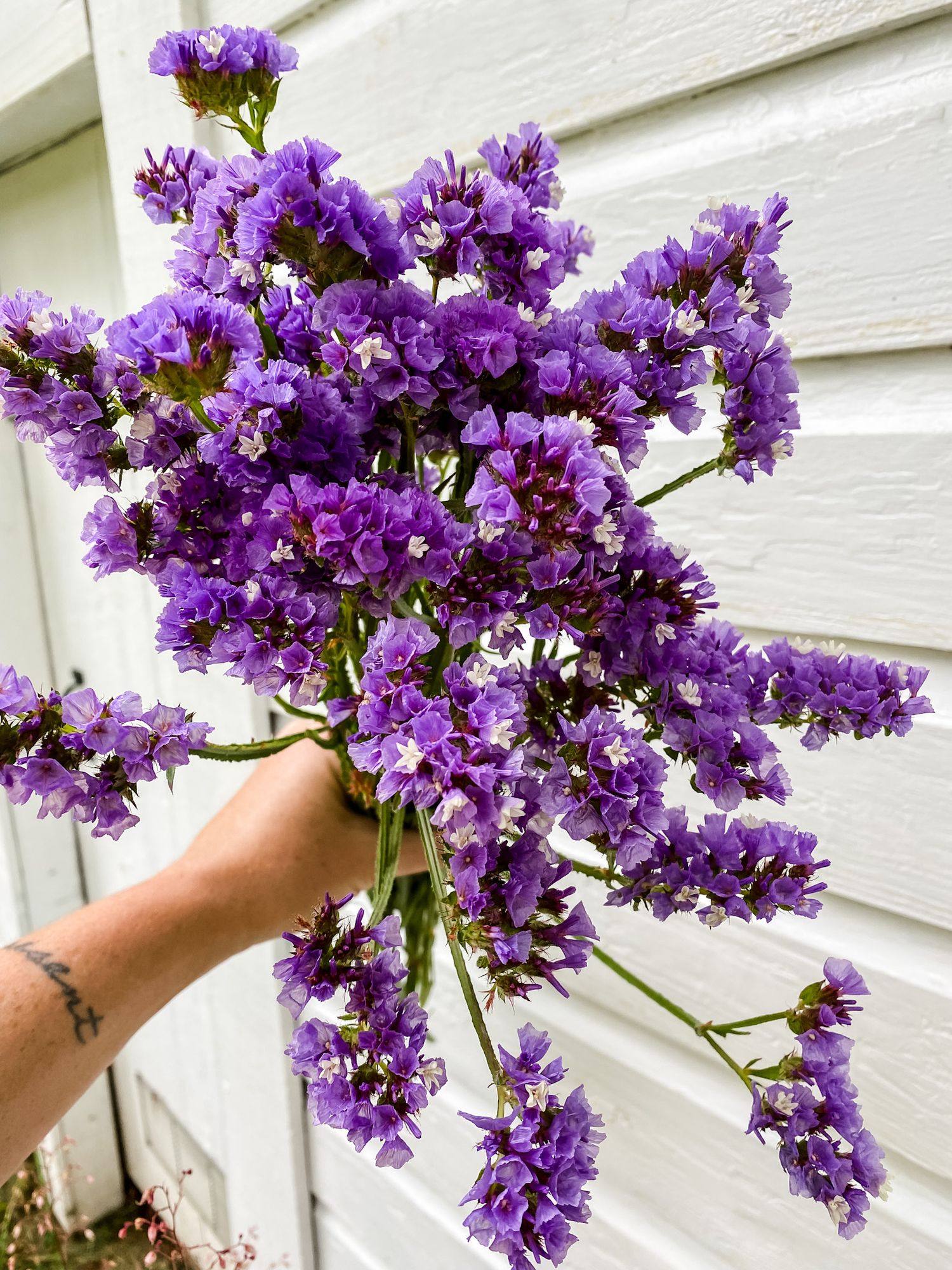 LIMONIUM sinuatum Seeker