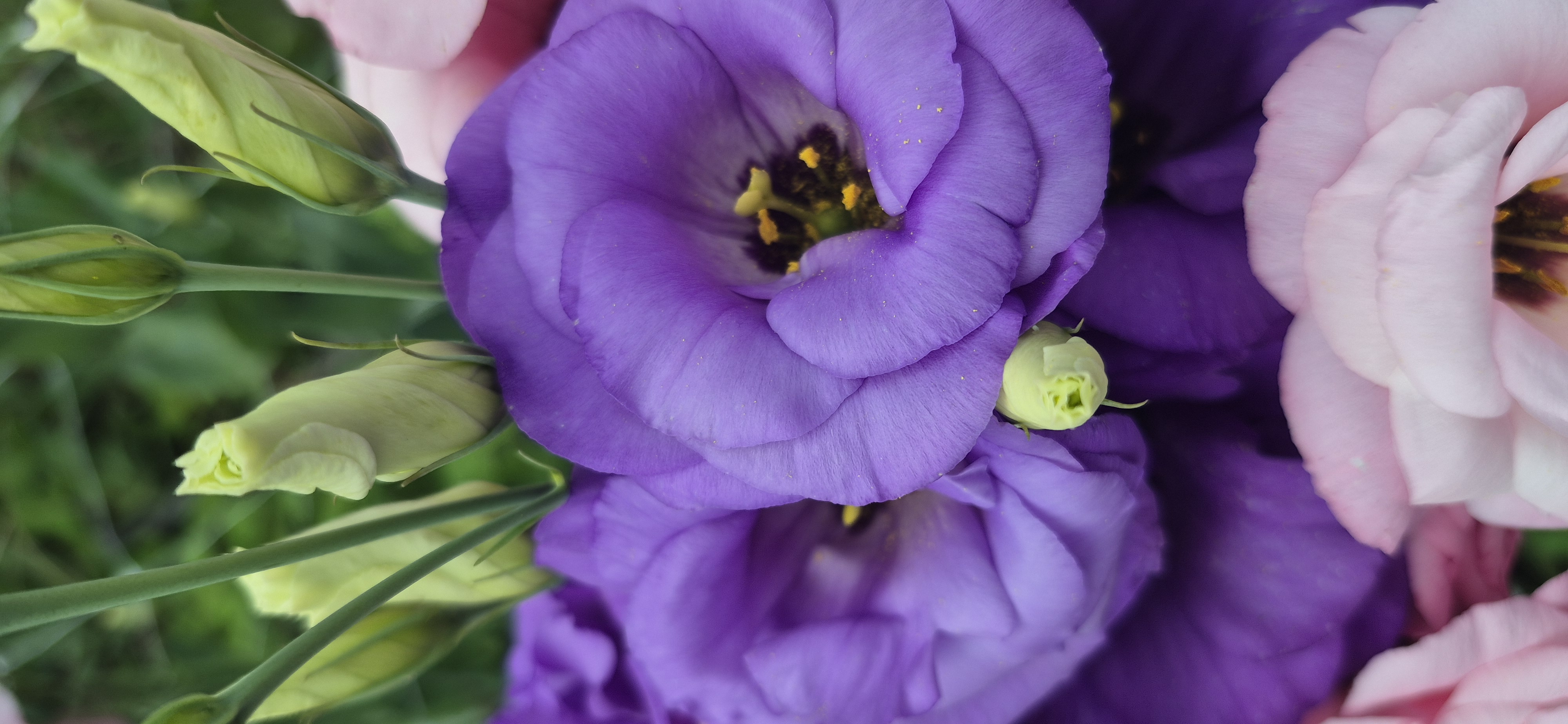 EUSTOMA grandiflorum