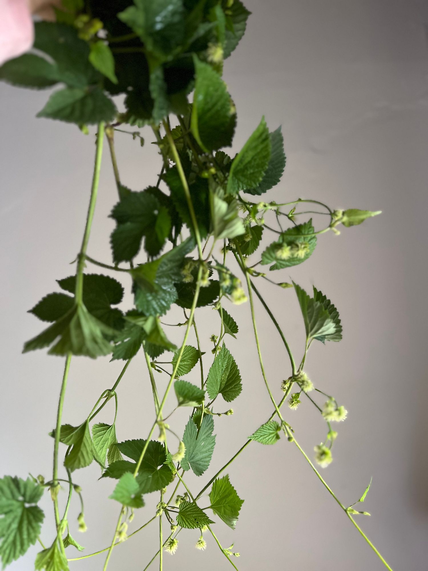 HUMULUS lupulus