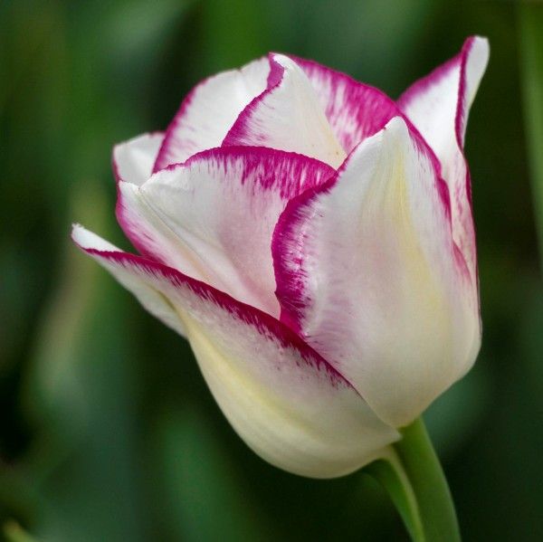 TULIPA Affaire