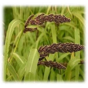 SETARIA