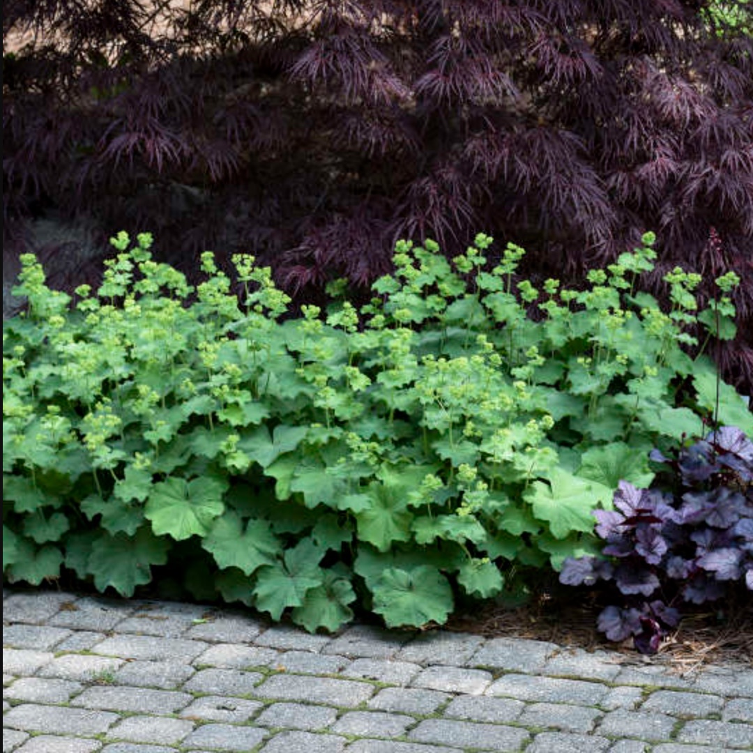 Potted plant: Lady's Mantle, Alchemilla mollis