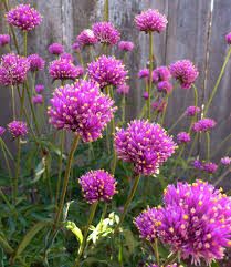 GOMPHRENA globosa Firework