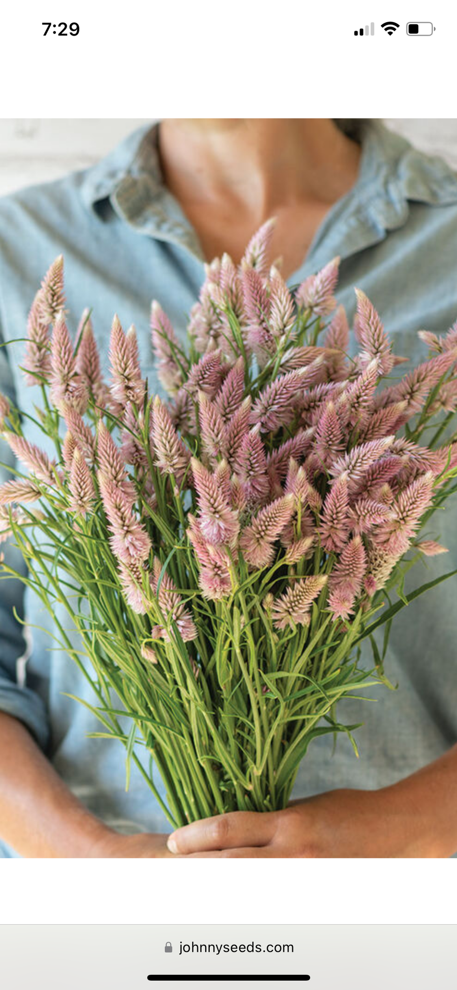 CELOSIA argentea spicata Flamingo Feather