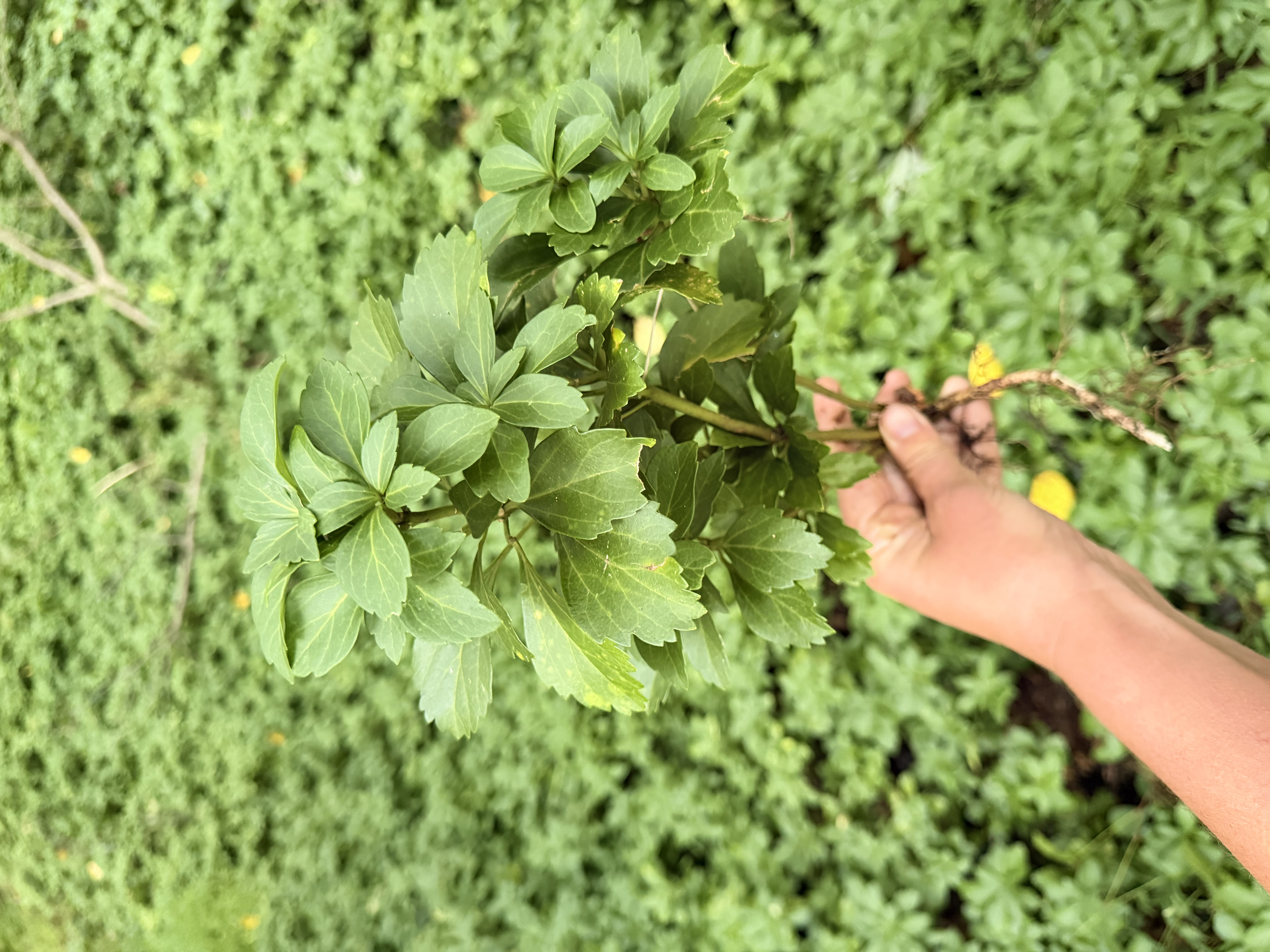 PACHYSANDRA