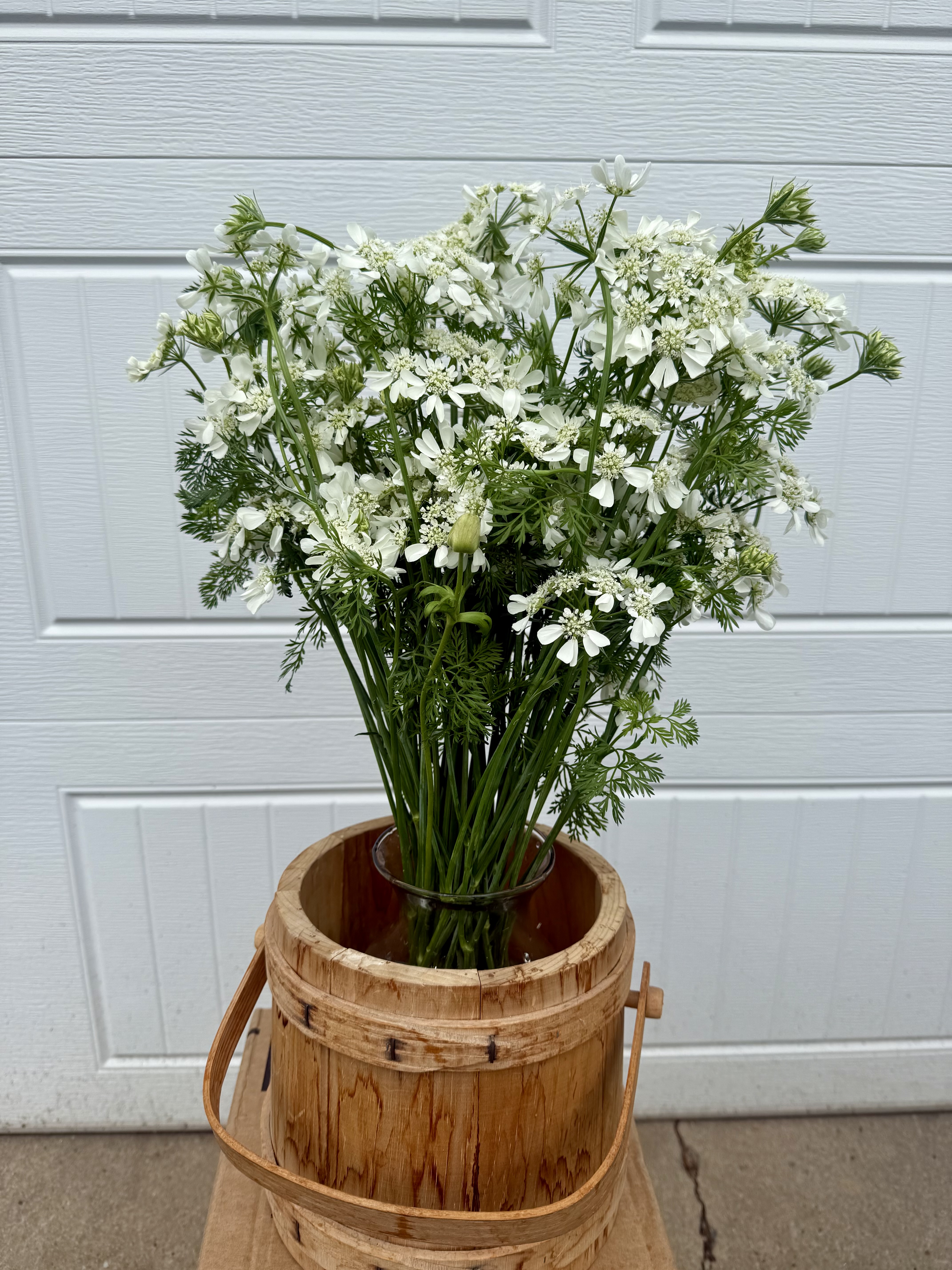 ORLAYA grandiflora