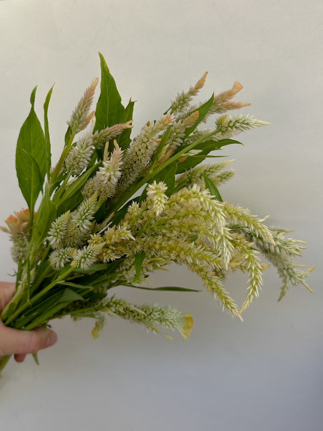 CELOSIA argentea var. plumosa Pampas Plume