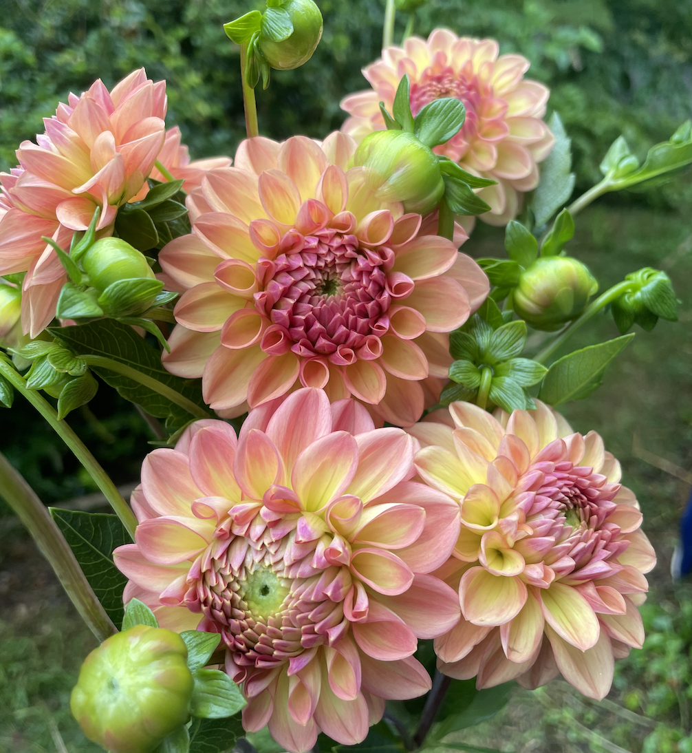 DAHLIA Larks Ebbe