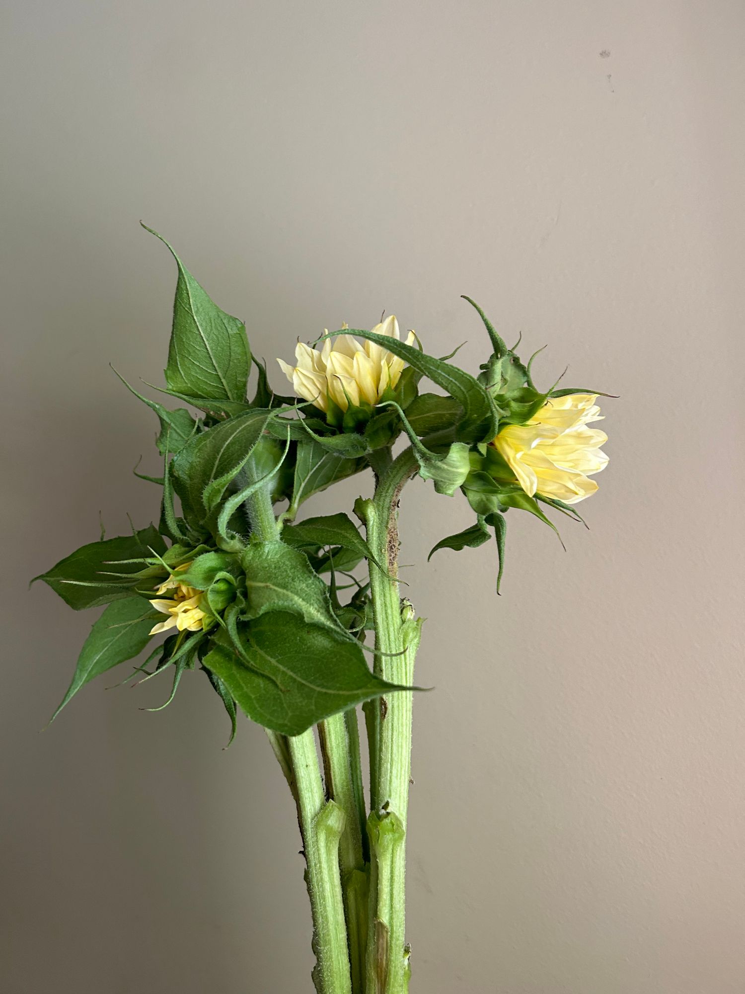 HELIANTHUS annuus ProCut White Nite