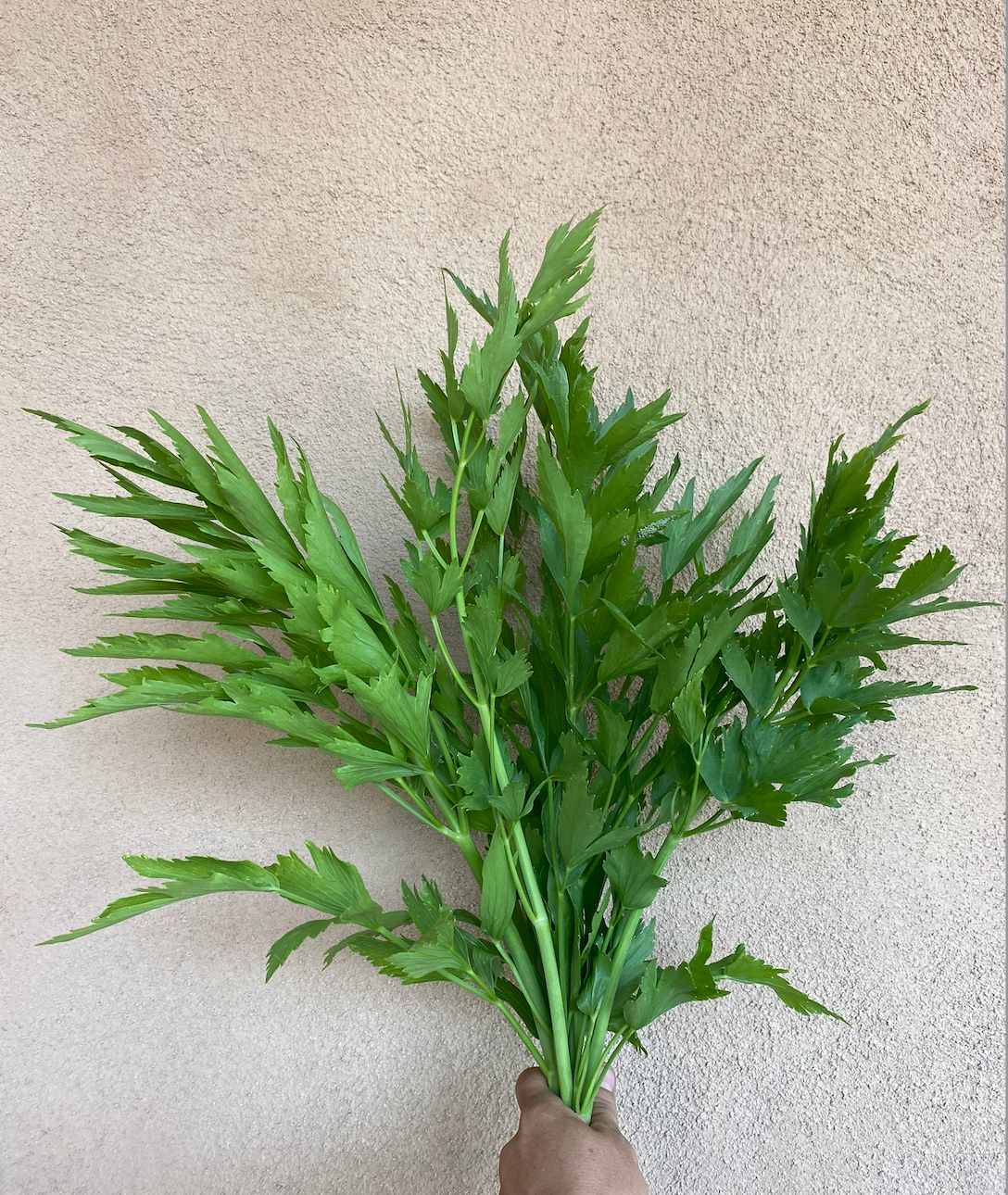 LEVISTICUM officinale