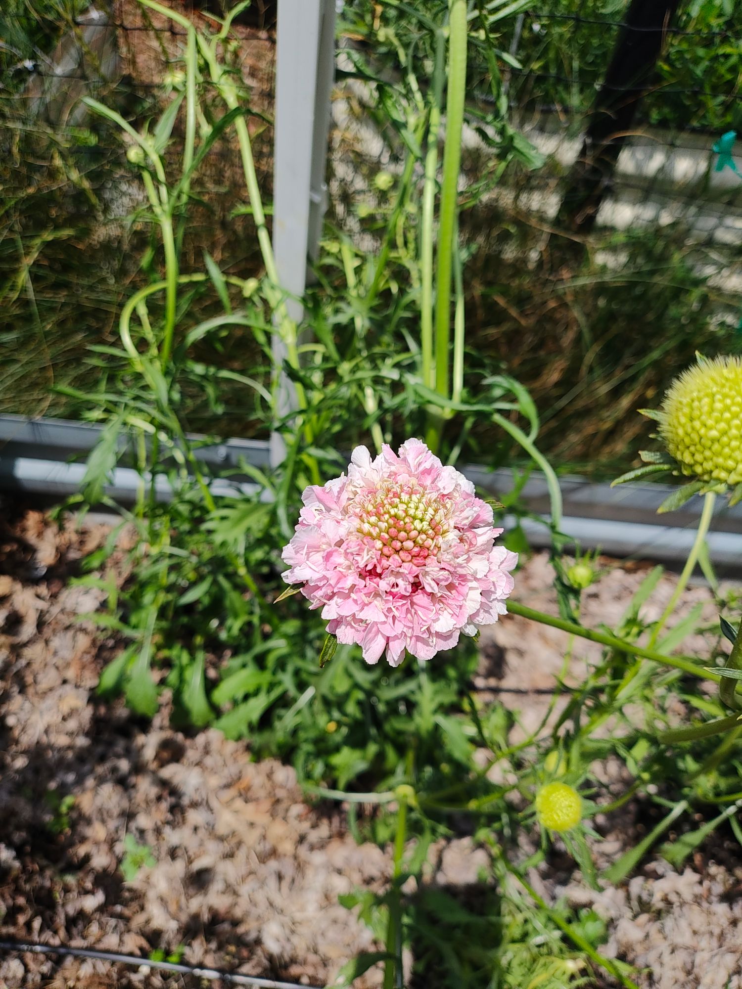 SCABIOSA atropurpurea x caucasica Focal Scoop White