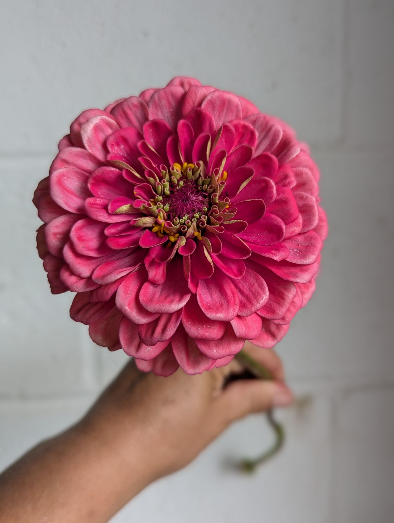 ZINNIA elegans Benarys Giant Carmine Rose