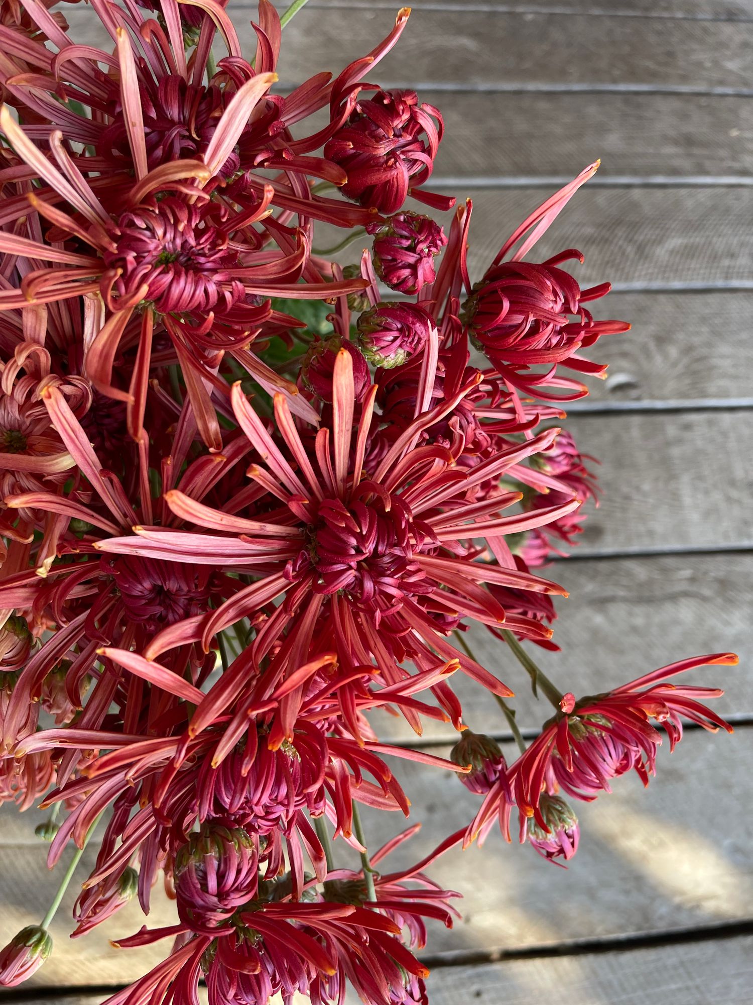 CHRYSANTHEMUM x Seatons Coffee