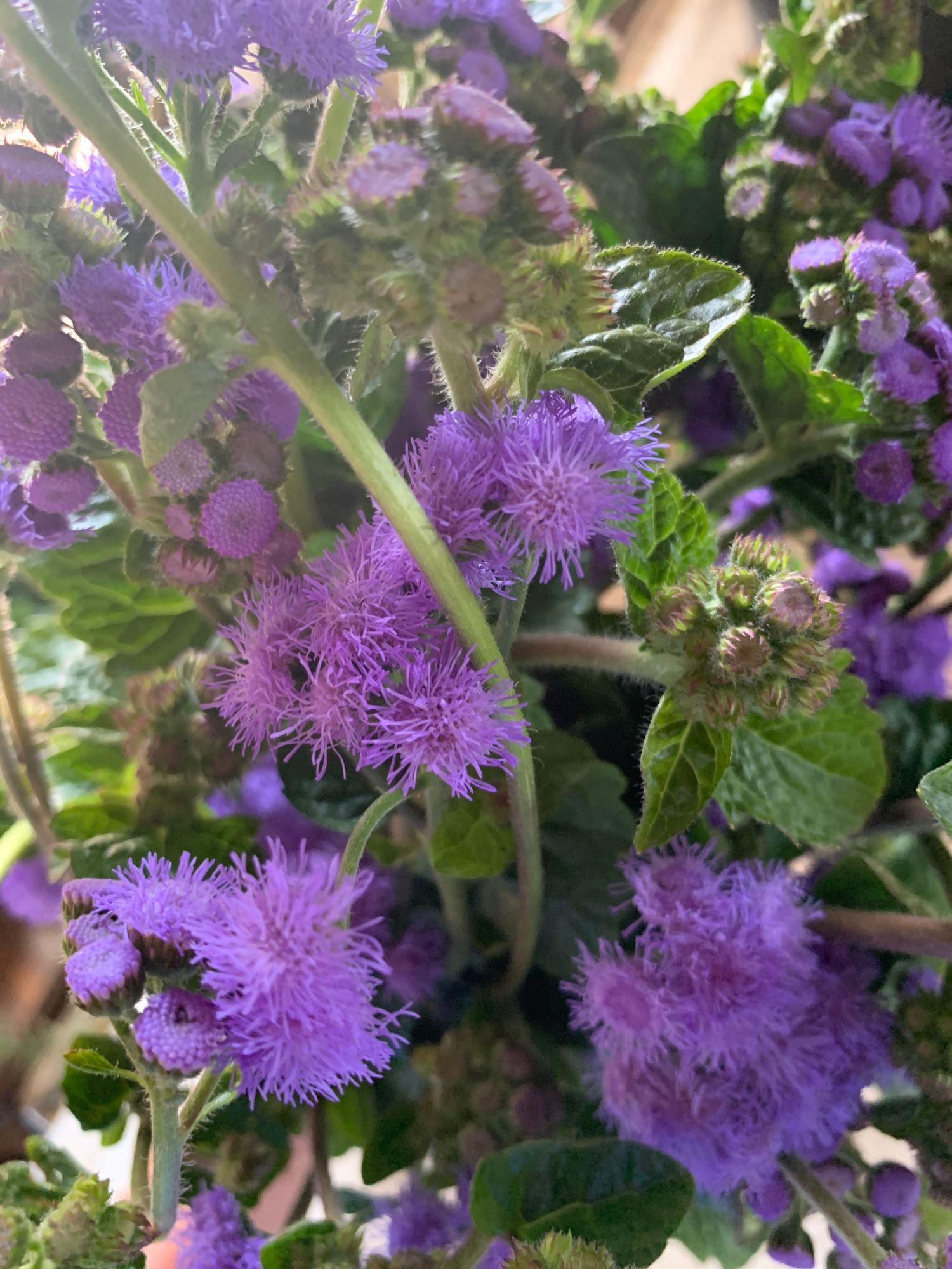 AGERATUM