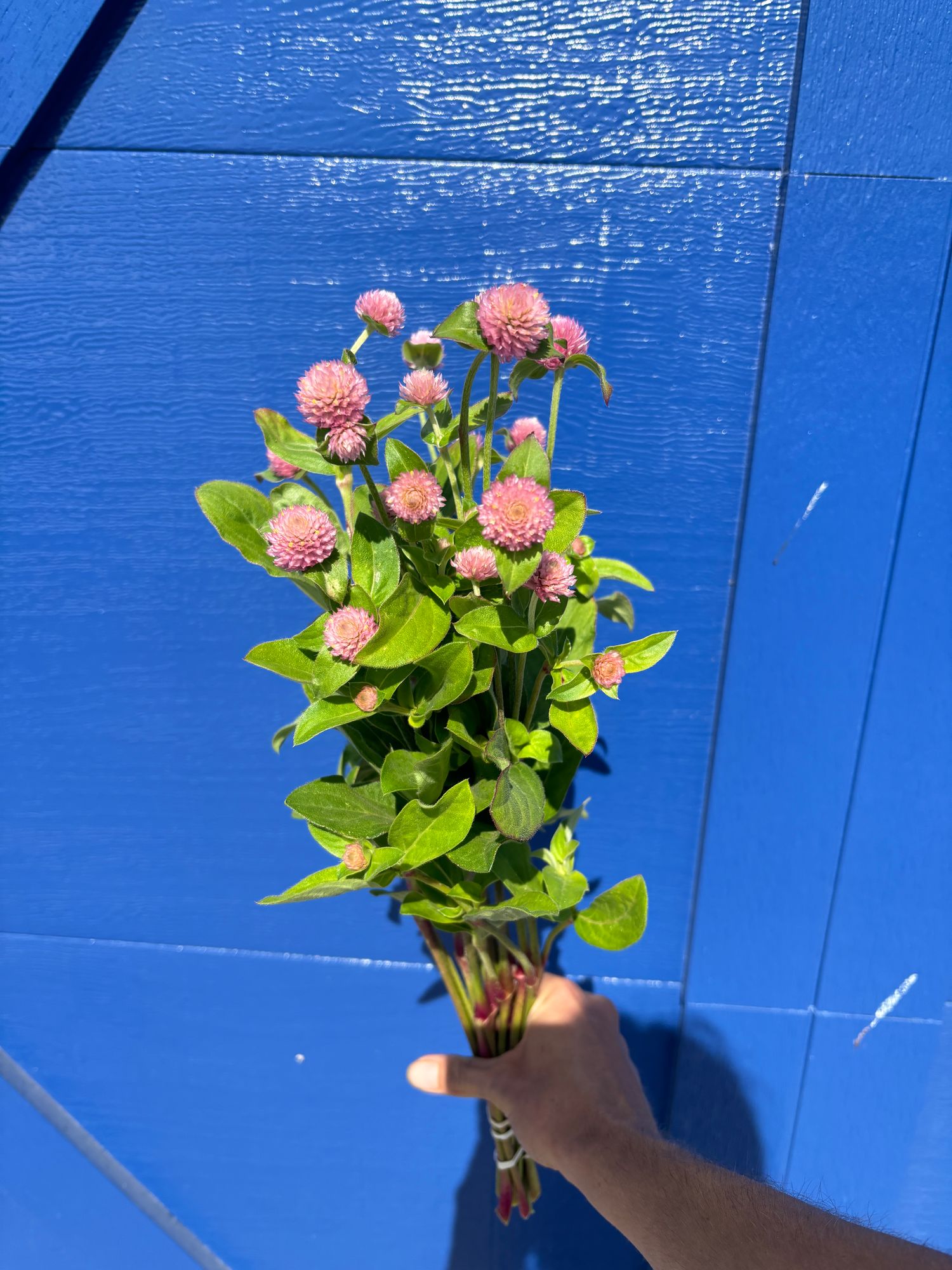 GOMPHRENA globosa Raspberry Cream