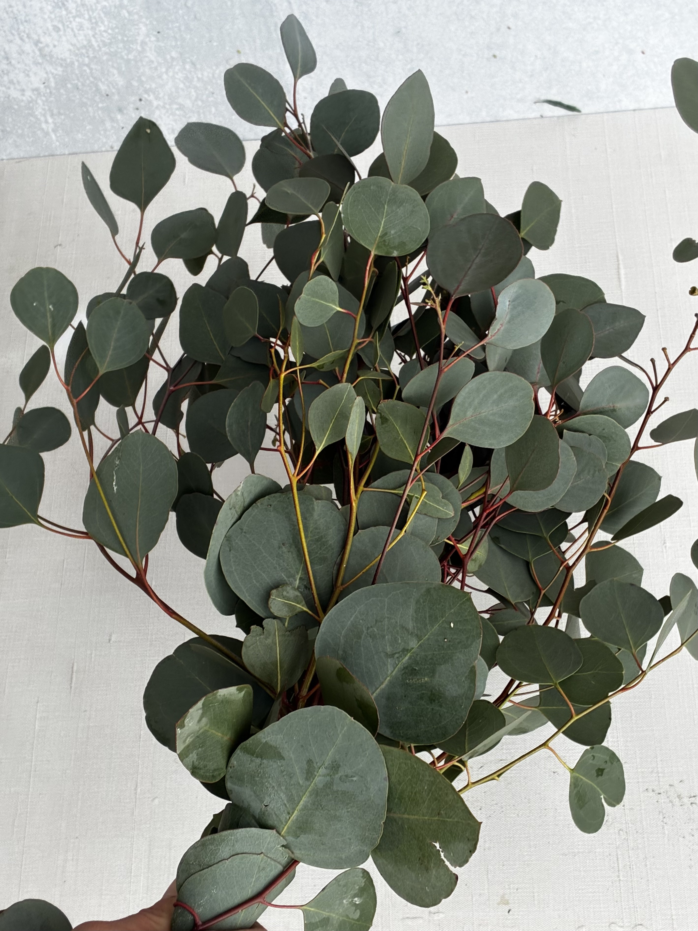 EUCALYPTUS polyanthemos