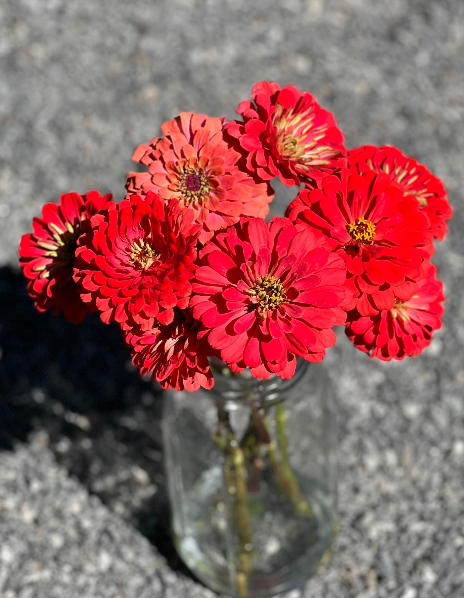 ZINNIA elegans Benarys Giant Coral