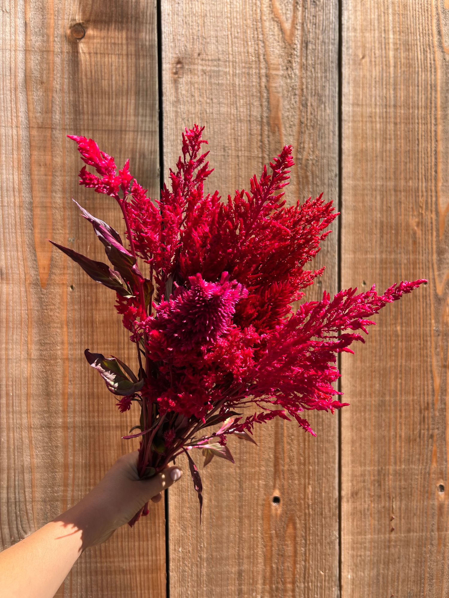 CELOSIA argentea var. plumosa Pampas Plume