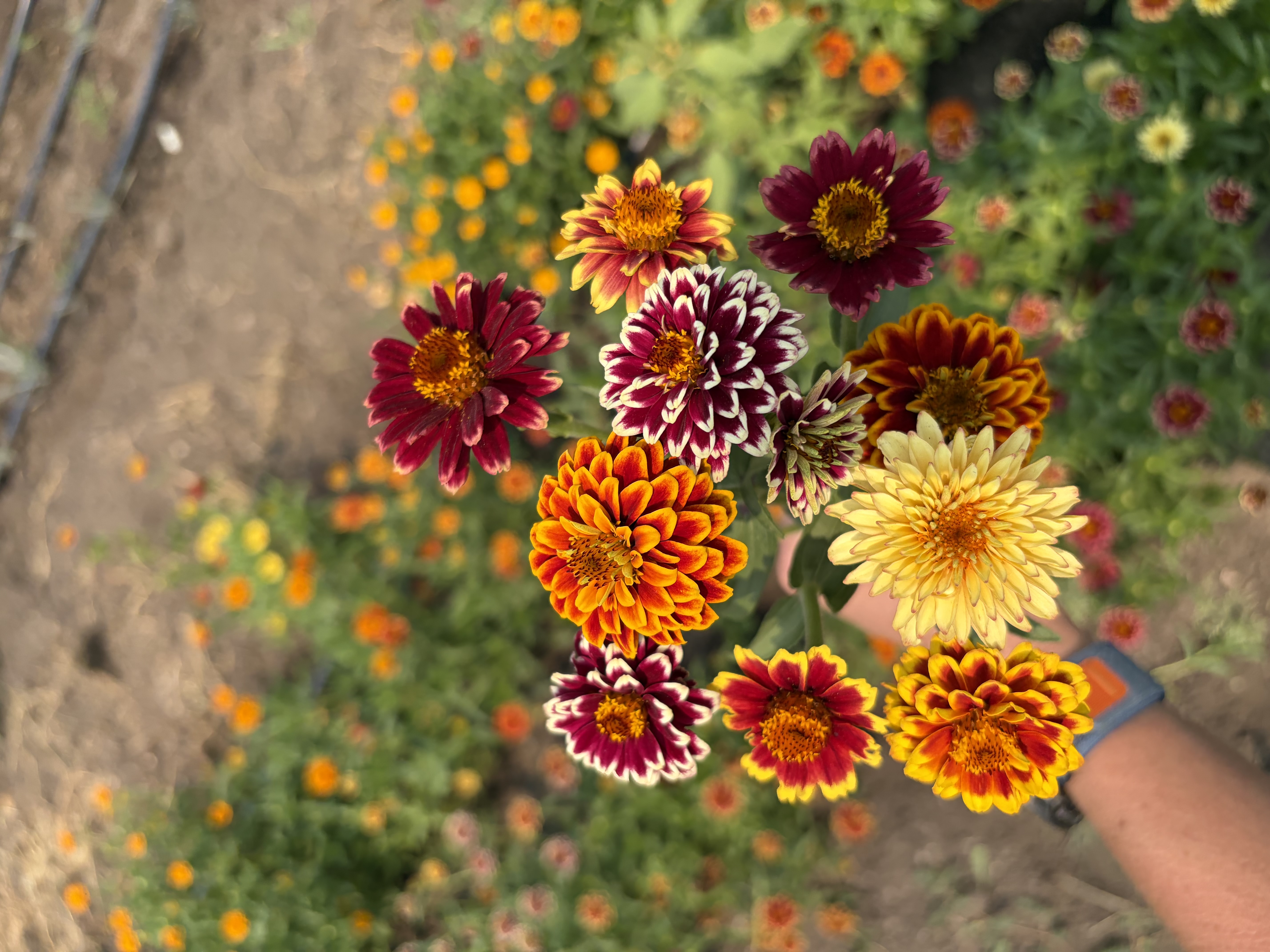 ZINNIA haageana Jazzy Mix